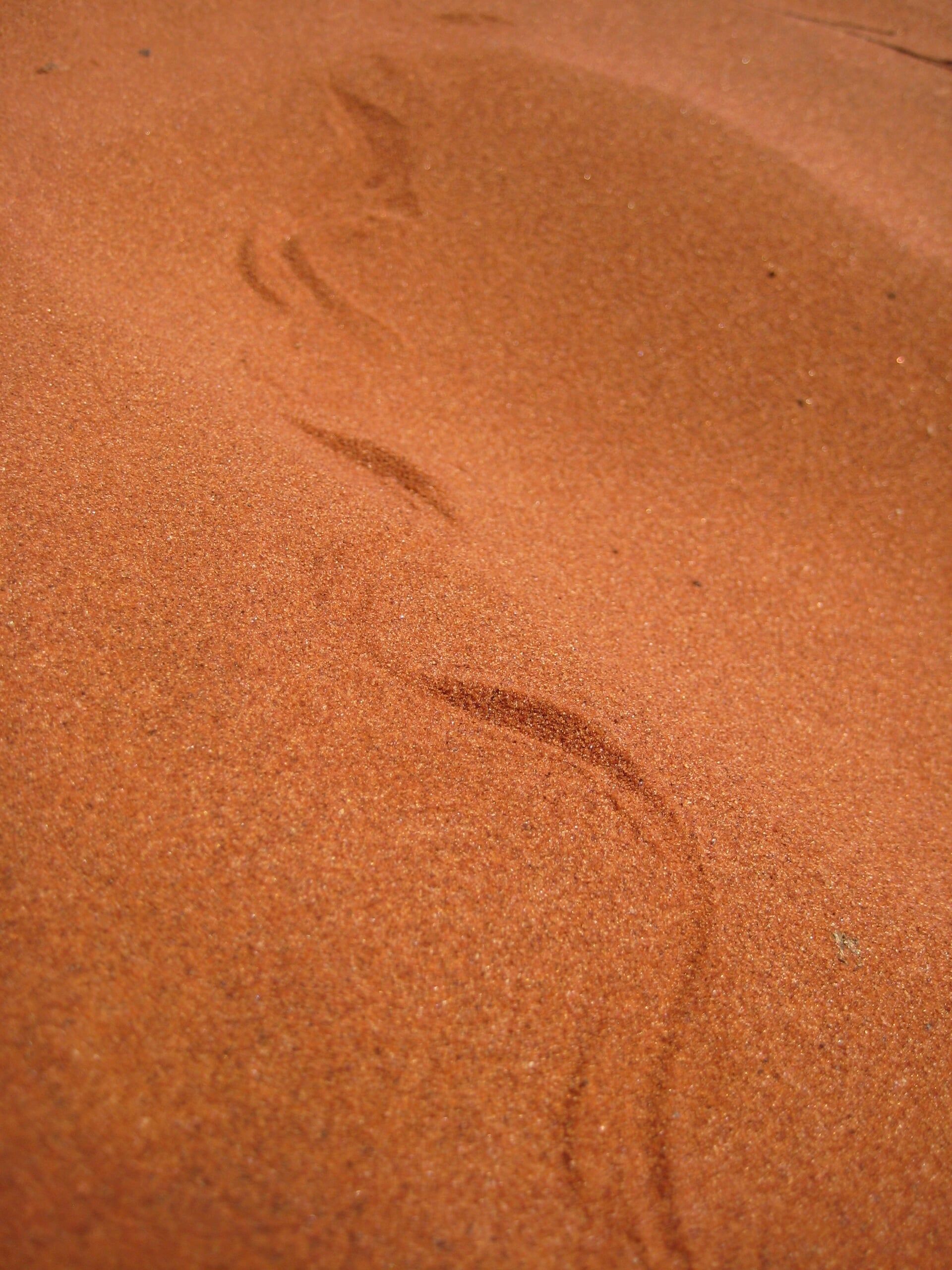 Змеследы змеи на песке. След гадюки на песке. Следы змеи на песке. След от змеи. Следы змеи на песке.