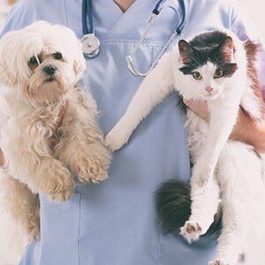 Pet Dental Care —  Dog and Cat in Slidell, LA