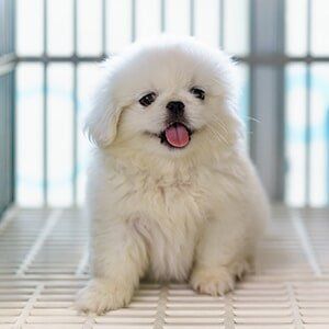Pet Grooming —  Cute White Dog in Slidell, LA