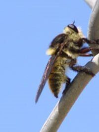 Bee — Pest Control in Mackay, QLD