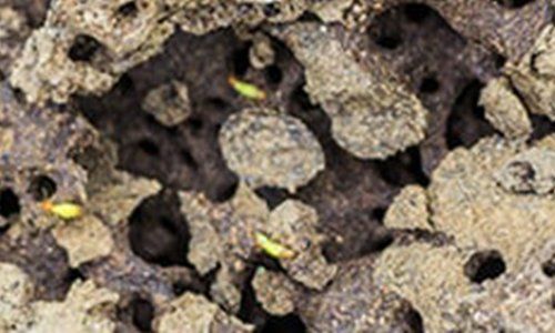 Termites Colony — Pest Control in Mackay, QLD