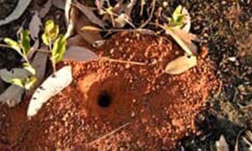 Pest Holes — Pest Control in Mackay, QLD