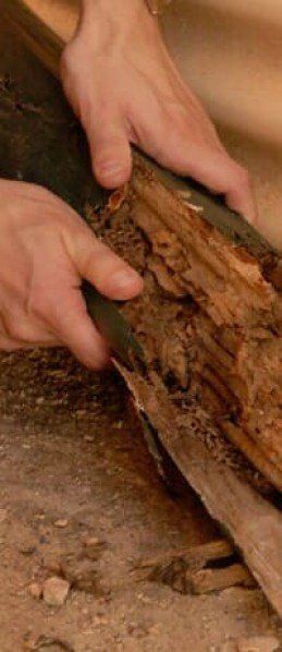 Wood Eaten by Termites — Pest Control in Mackay, QLD