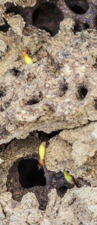 Termites Colony — Pest Control in Mackay, QLD