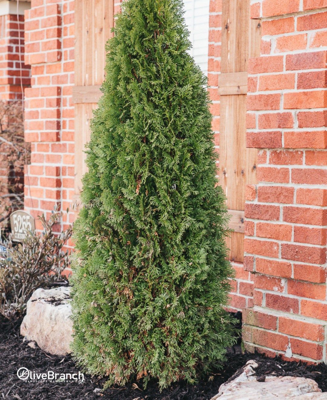a large green tree is sitting in front of a brick building .