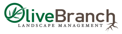 A logo for olive branch landscape management with a tree branch