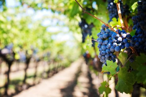 A bunch of grapes hanging from a vine in a vineyard.
