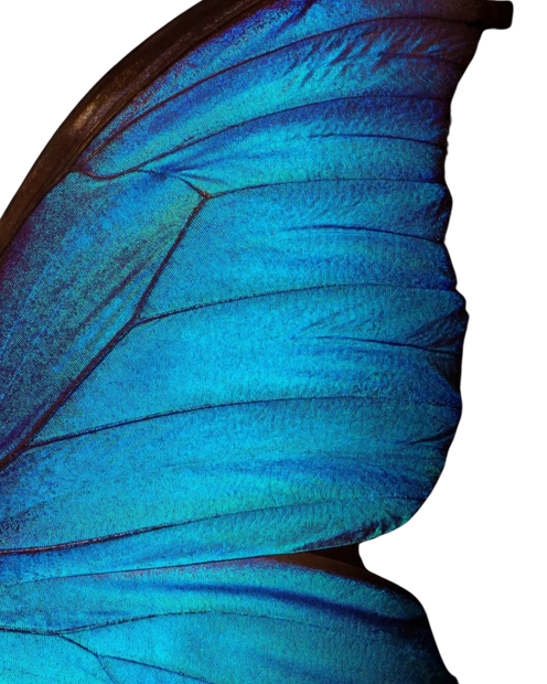 Blue Monarch