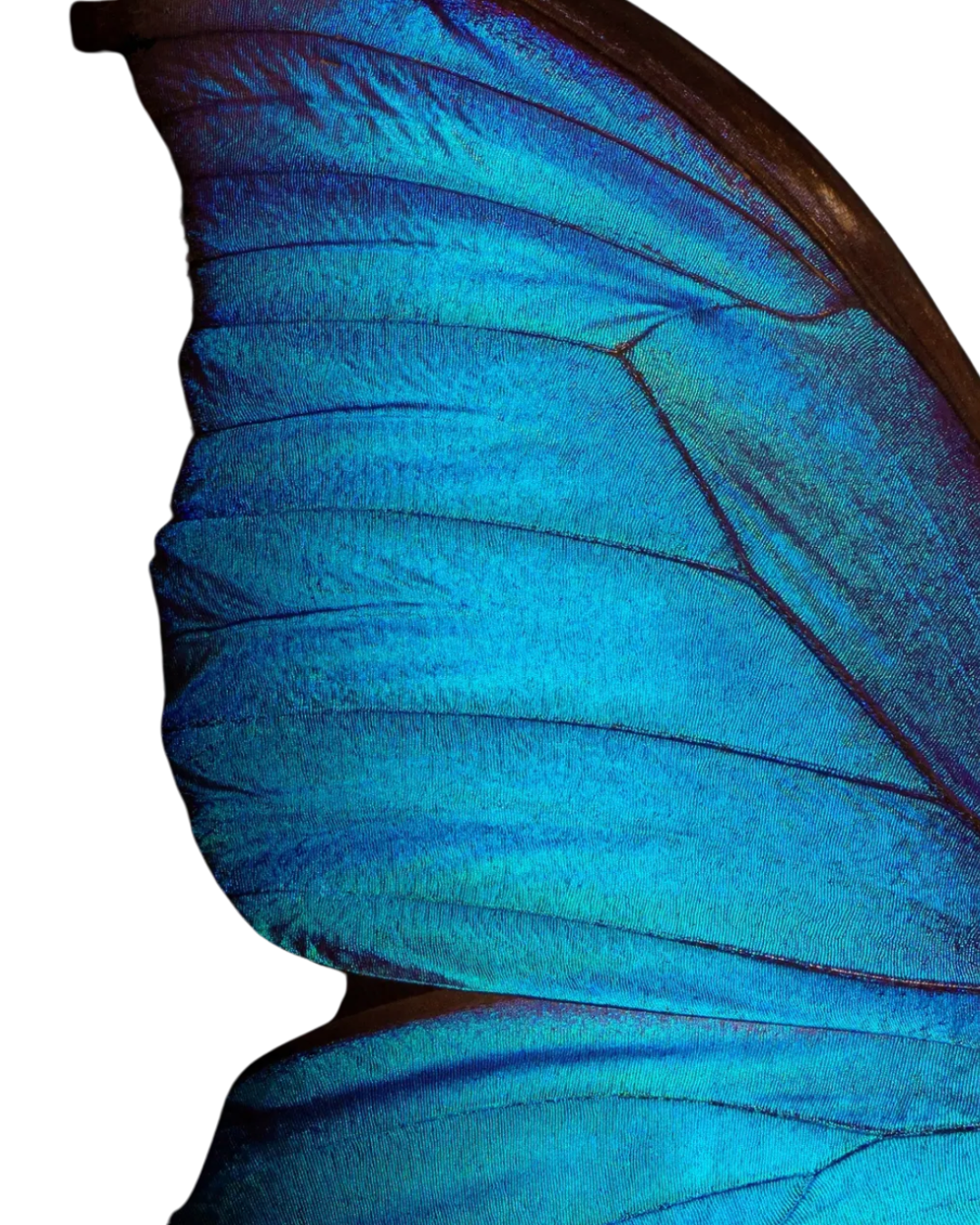Blue Monarch