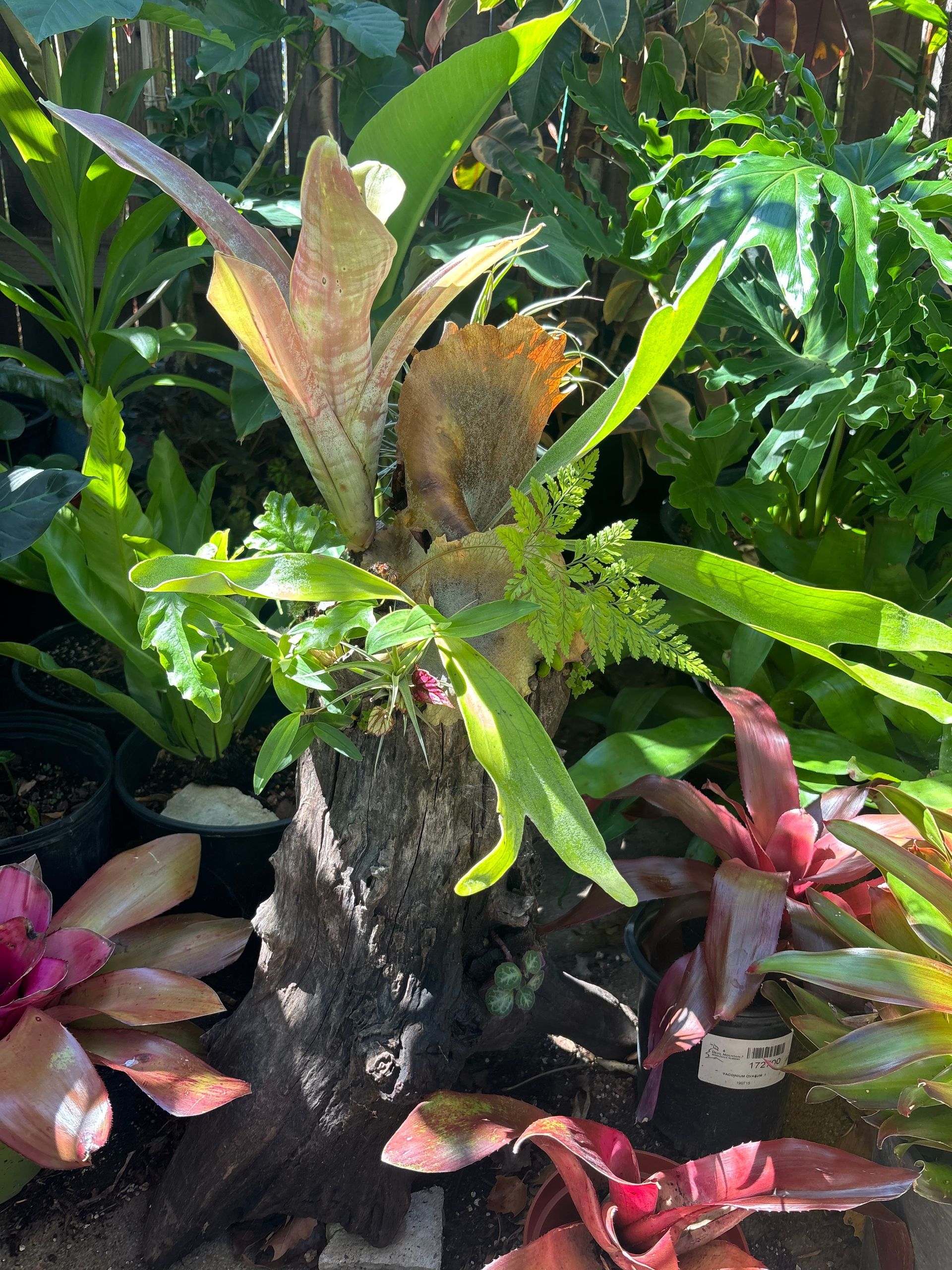Close-up of a leafy green plant with textured, serrated leaves and new growth.