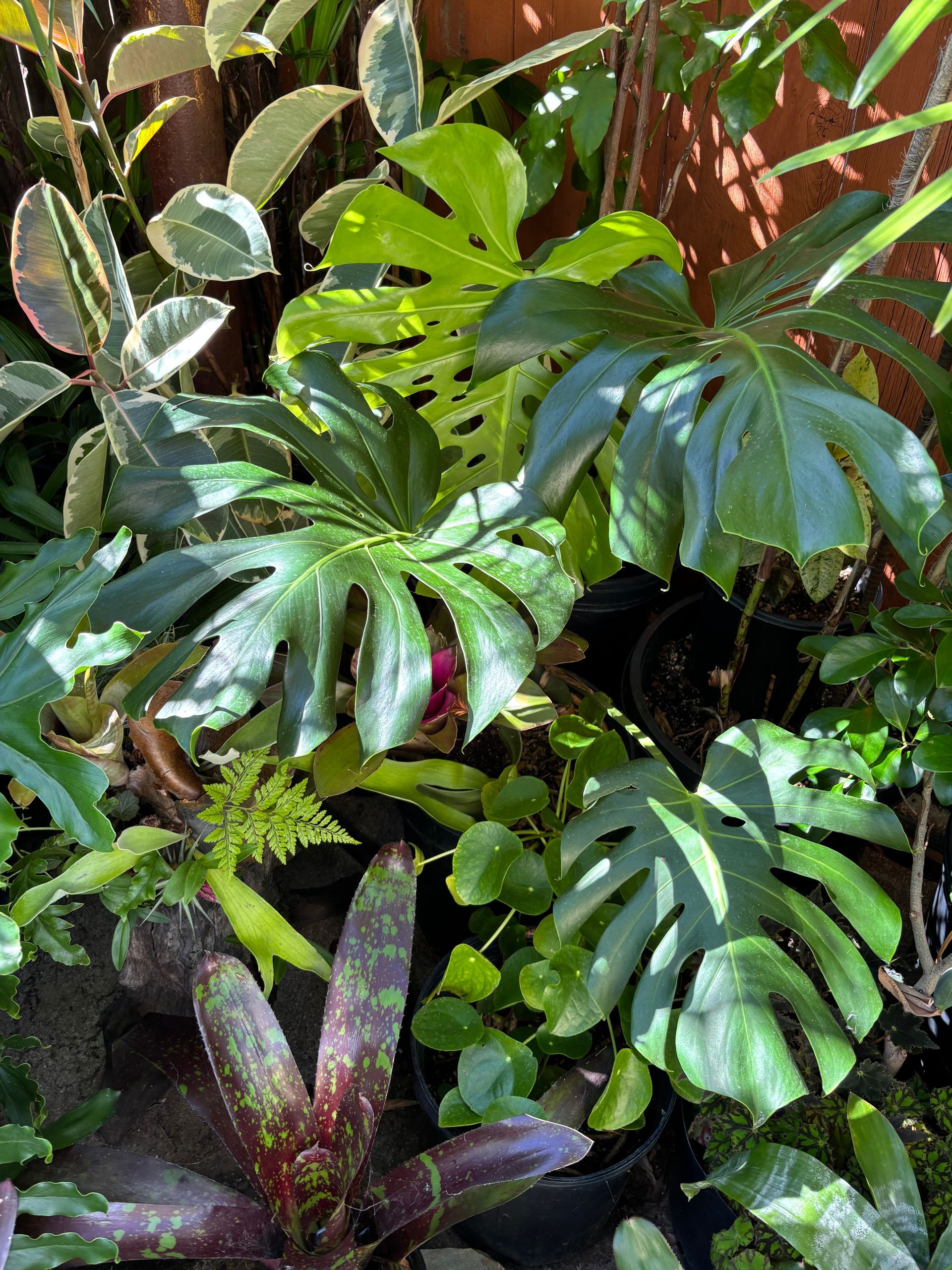 Aroids - Tropical Indoor House Plants