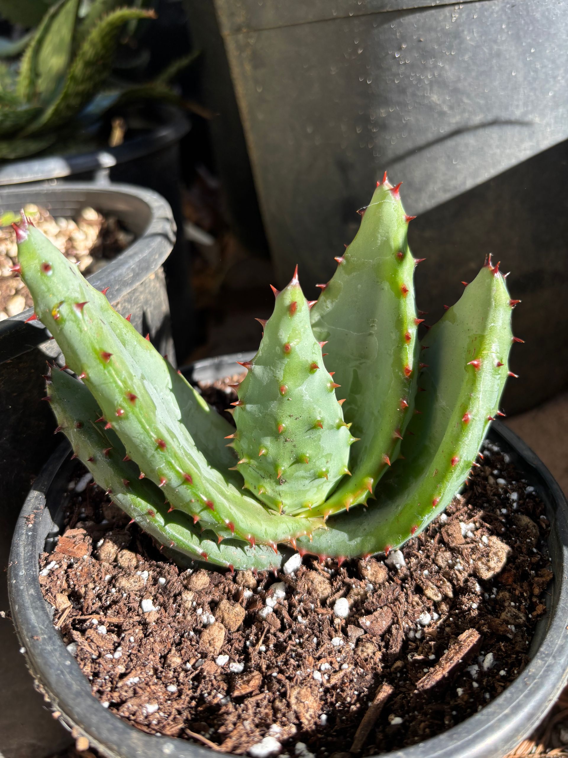 Cape Aloe (Aloe Ferox) 4