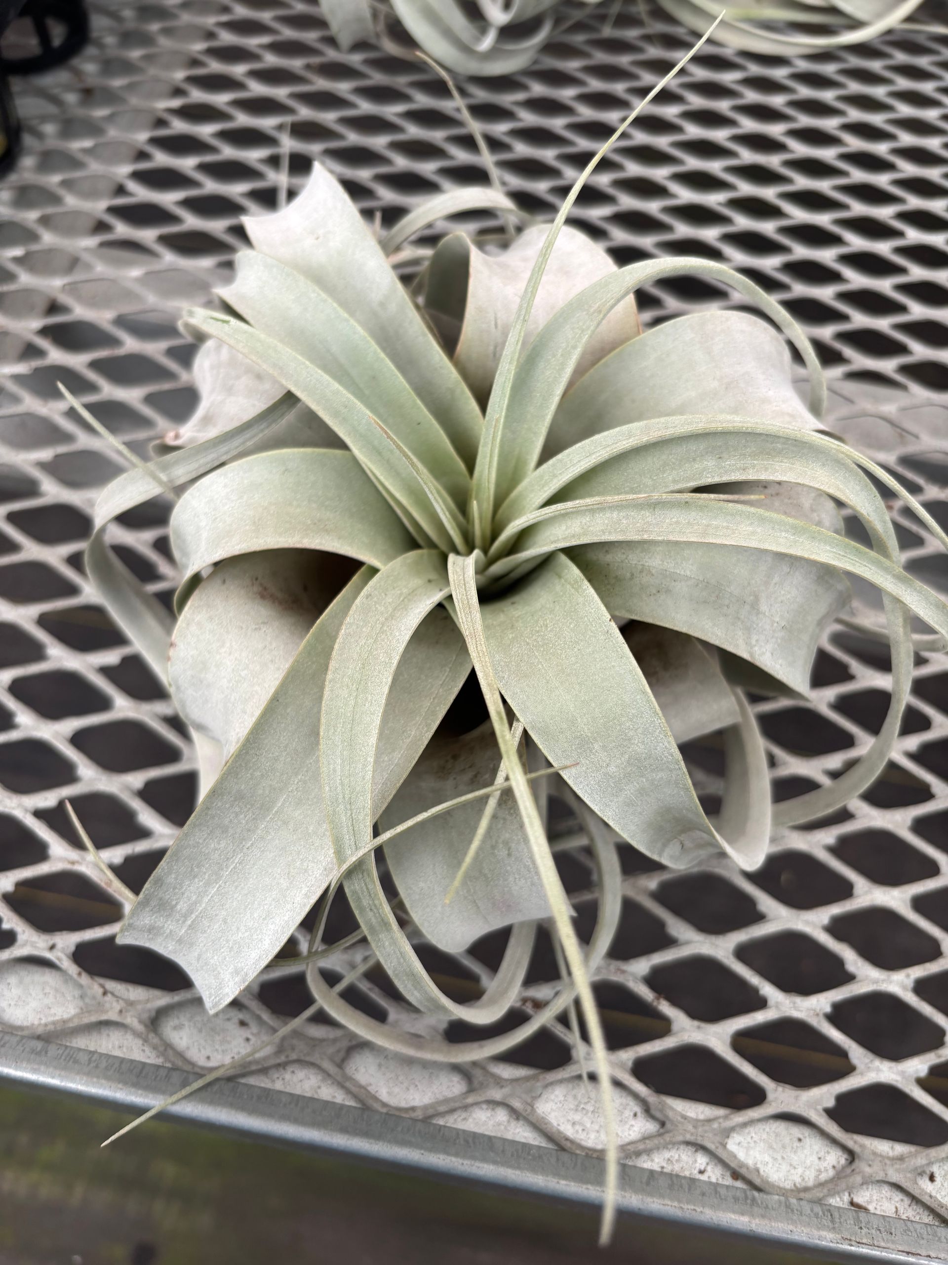 Tilandsia 'Xerographica' Air Plant
