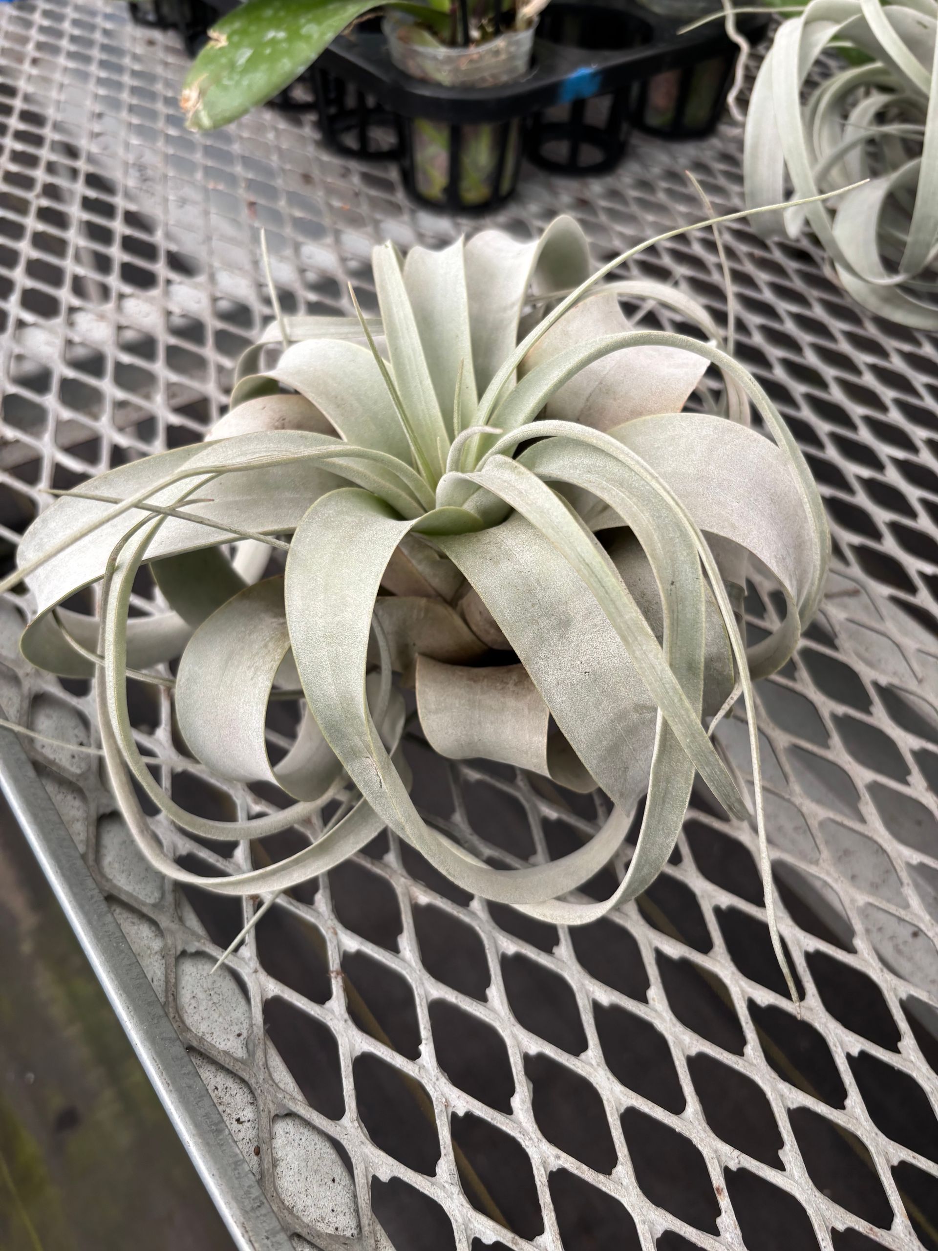 Tilandsia 'Xerographica' Air Plant