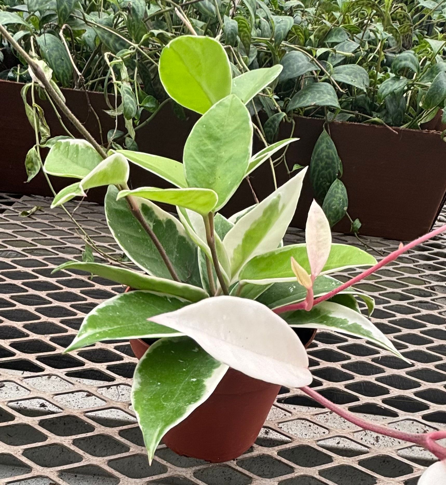 Hoya Carnosa 'Krimson Queen' - Variegated Wax Plant in (4