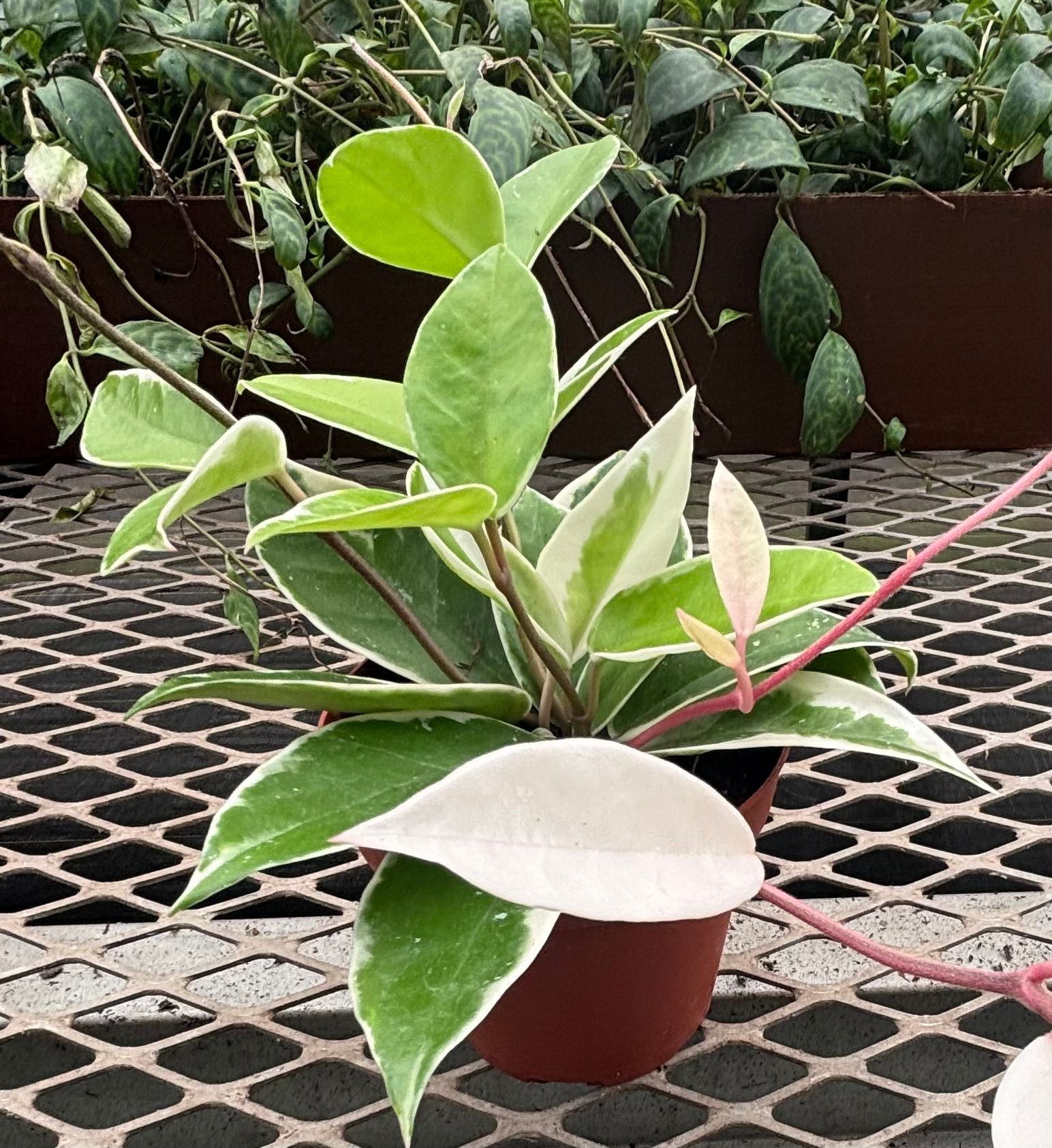 Hoya Carnosa 'Krimson Queen' - Variegated Wax Plant in (4