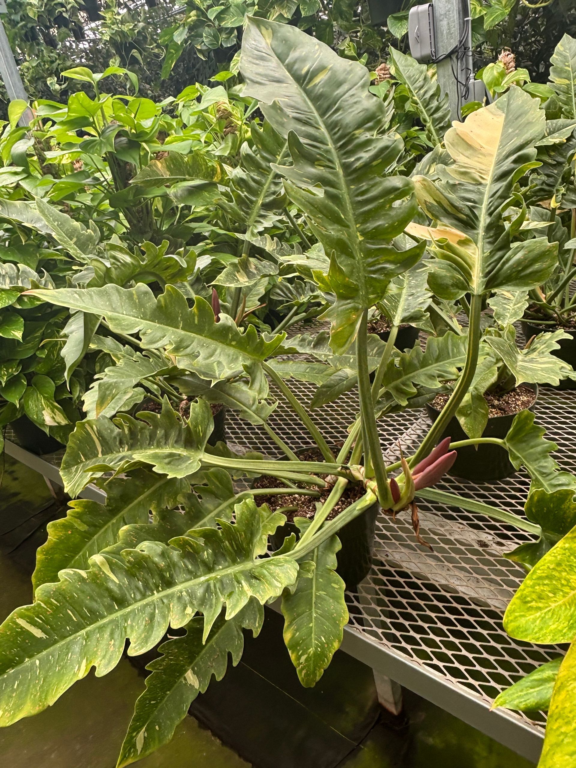 Philodendron 'Ring Of Fire' 8