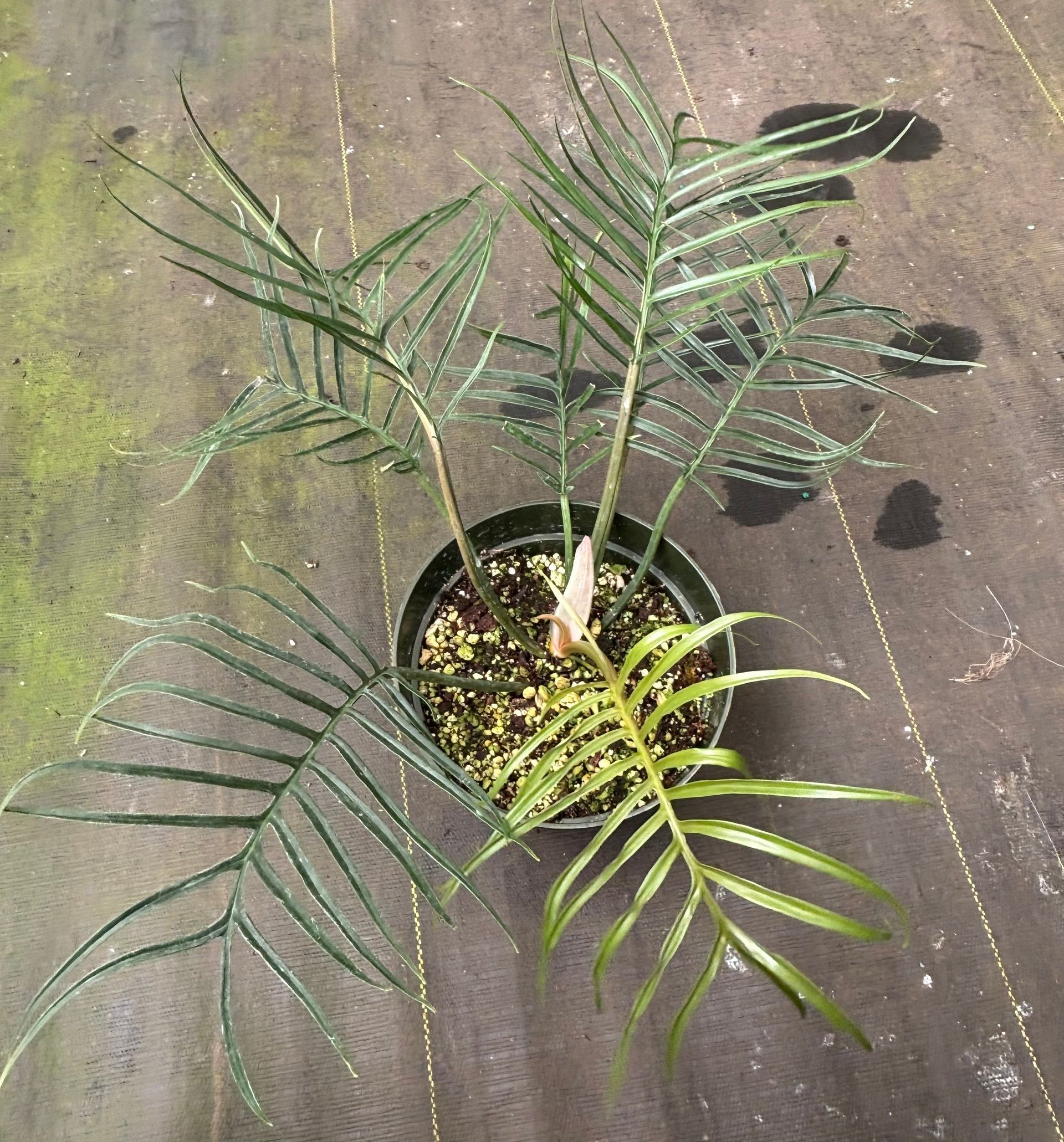 Philodendron Tortum 6