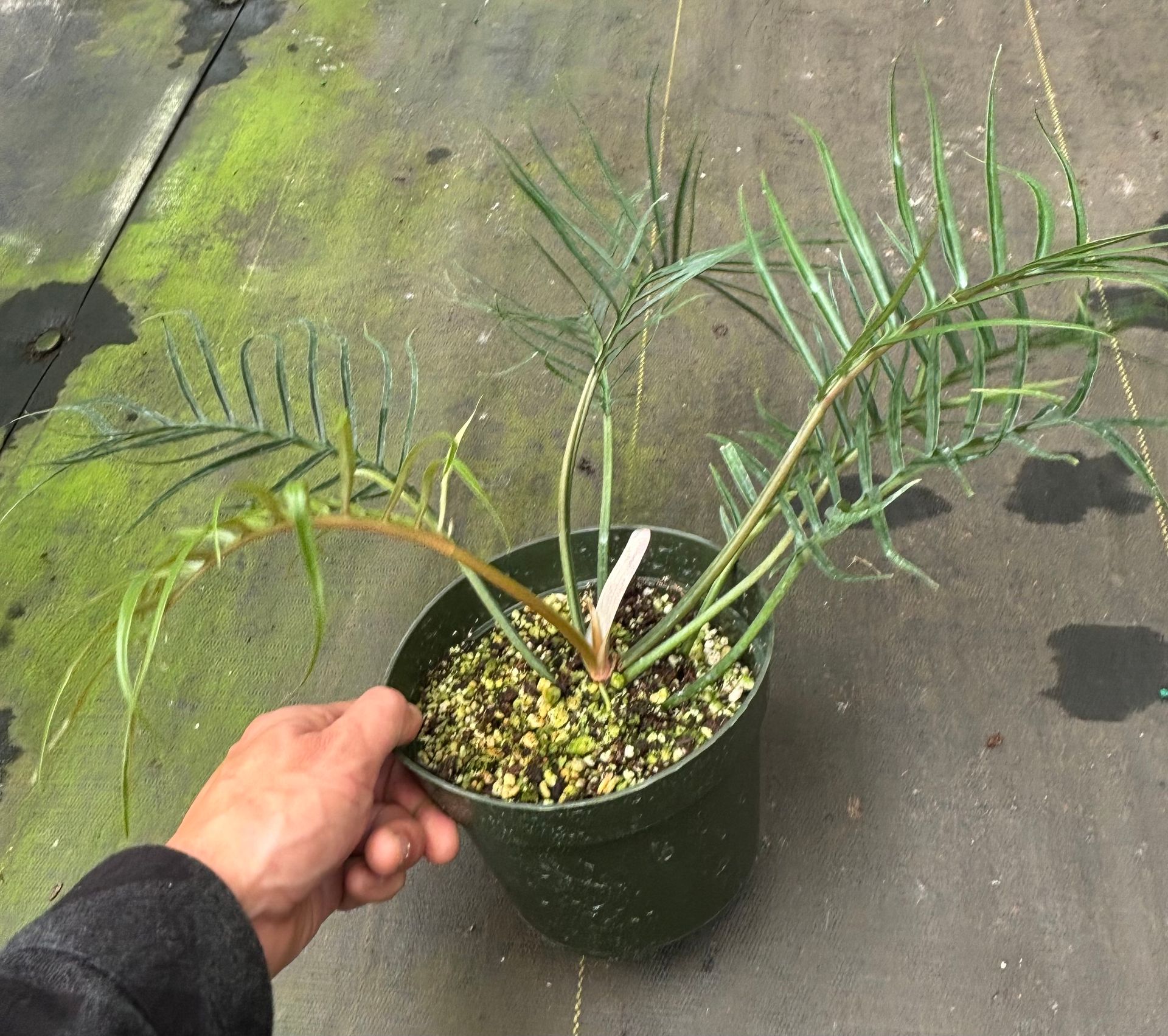 Philodendron Tortum 6