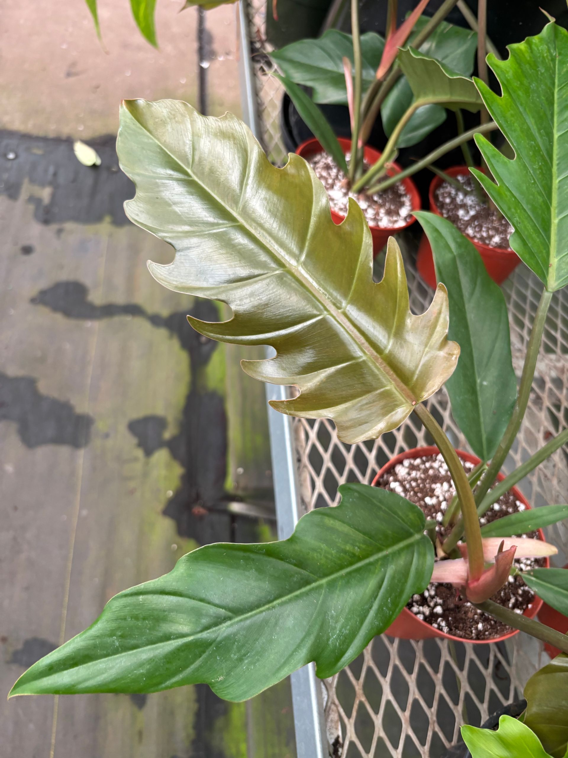 Philodendron 'Pluto' 6