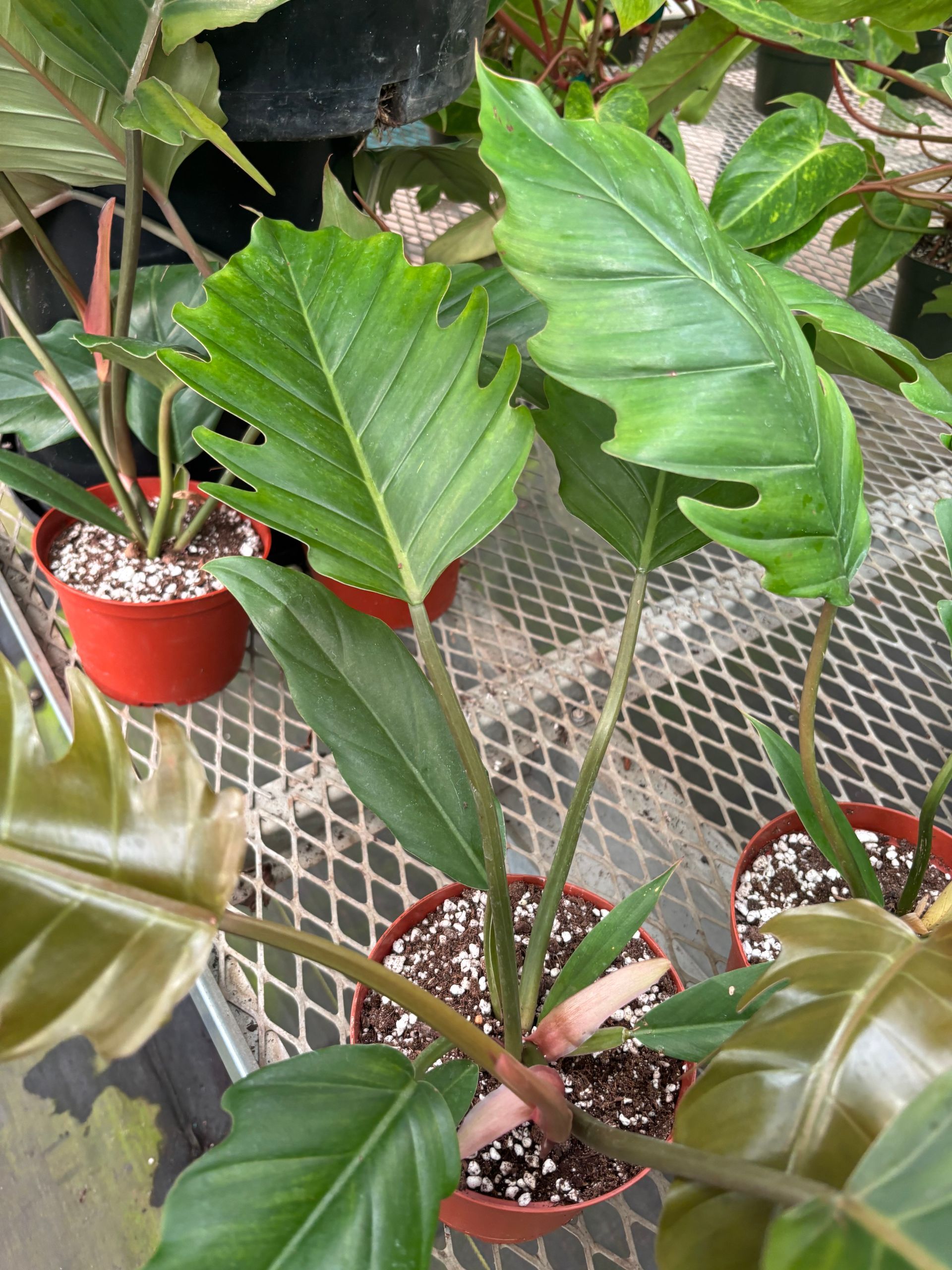 Philodendron 'Pluto' 6