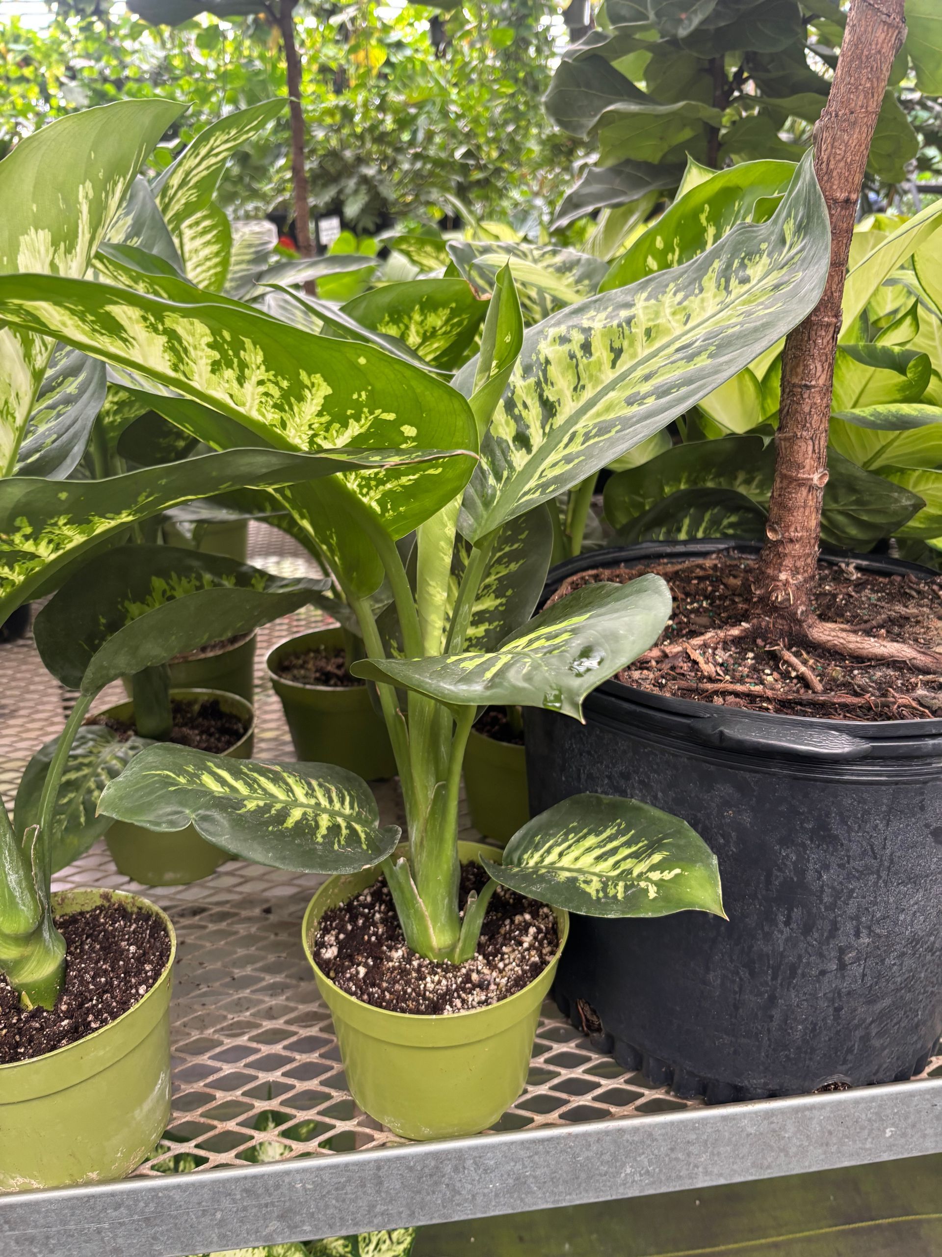 Dieffenbachia 'Tropic Snow' 6