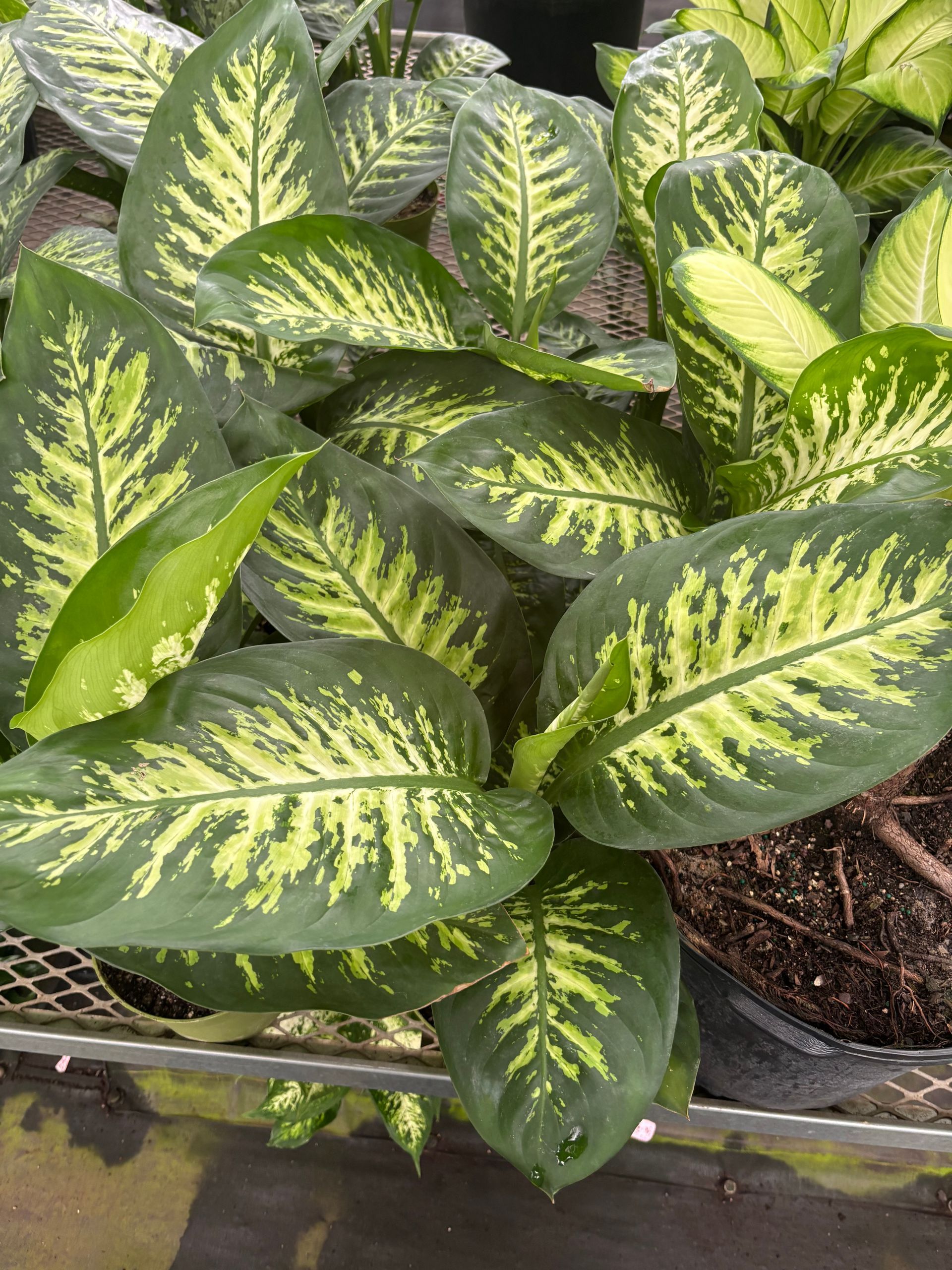 Dieffenbachia 'Tropic Snow' 6