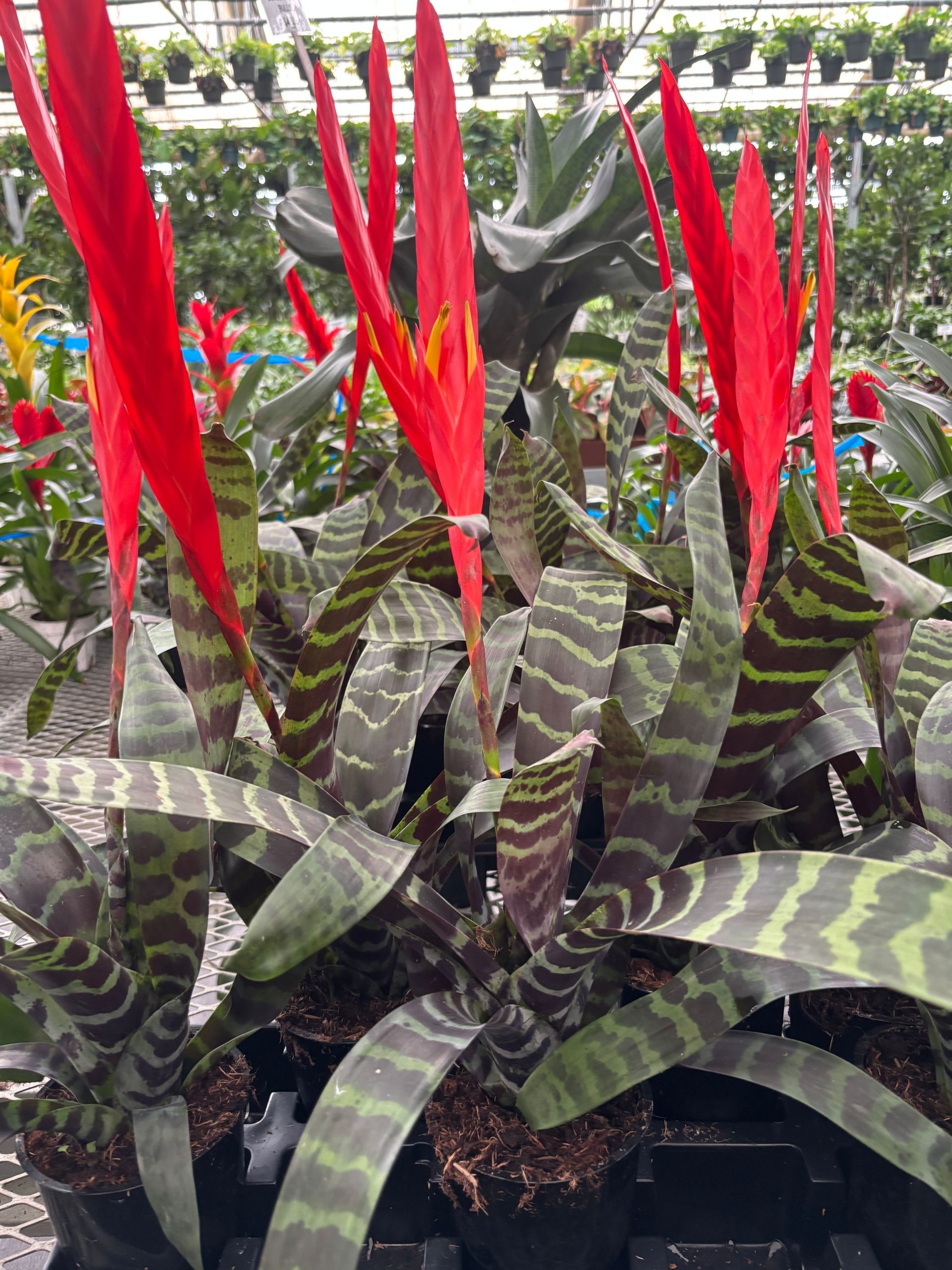 Vriessa Splendrens Bromeliad 4