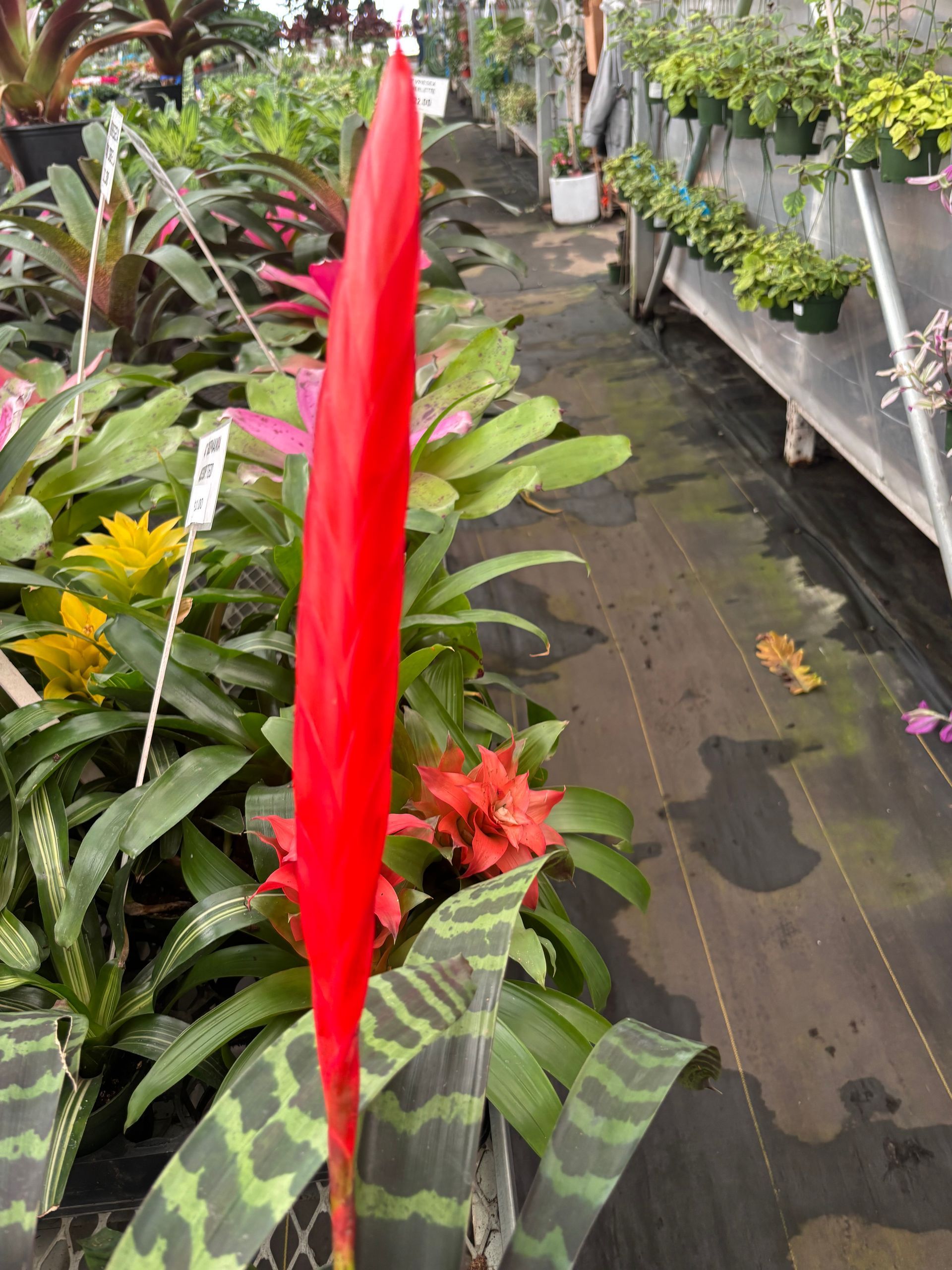 Vriessa Splendrens Bromeliad 4