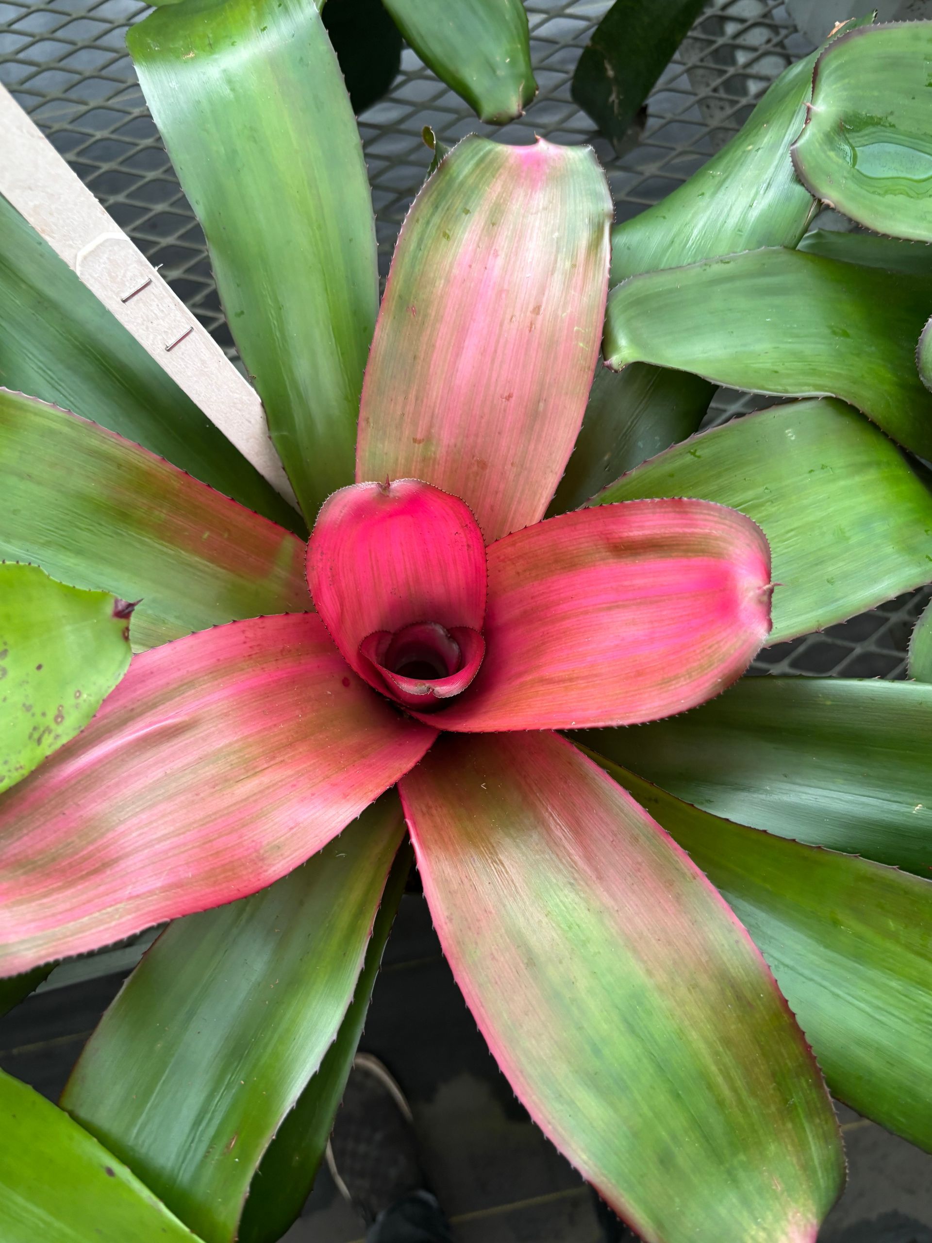 Neoregelia 'Seduction'Bromeliad -  6