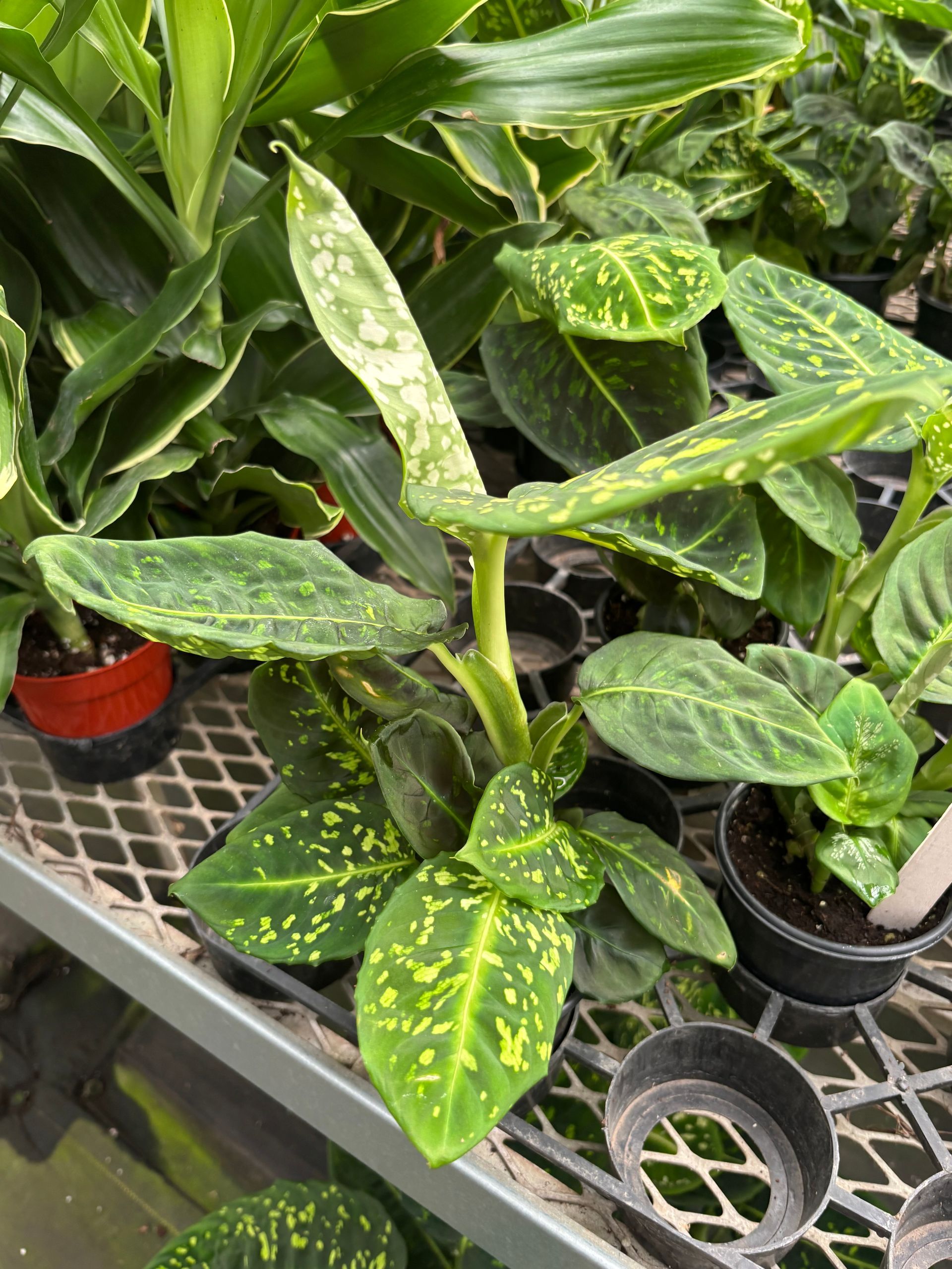 Dieffenbachia 