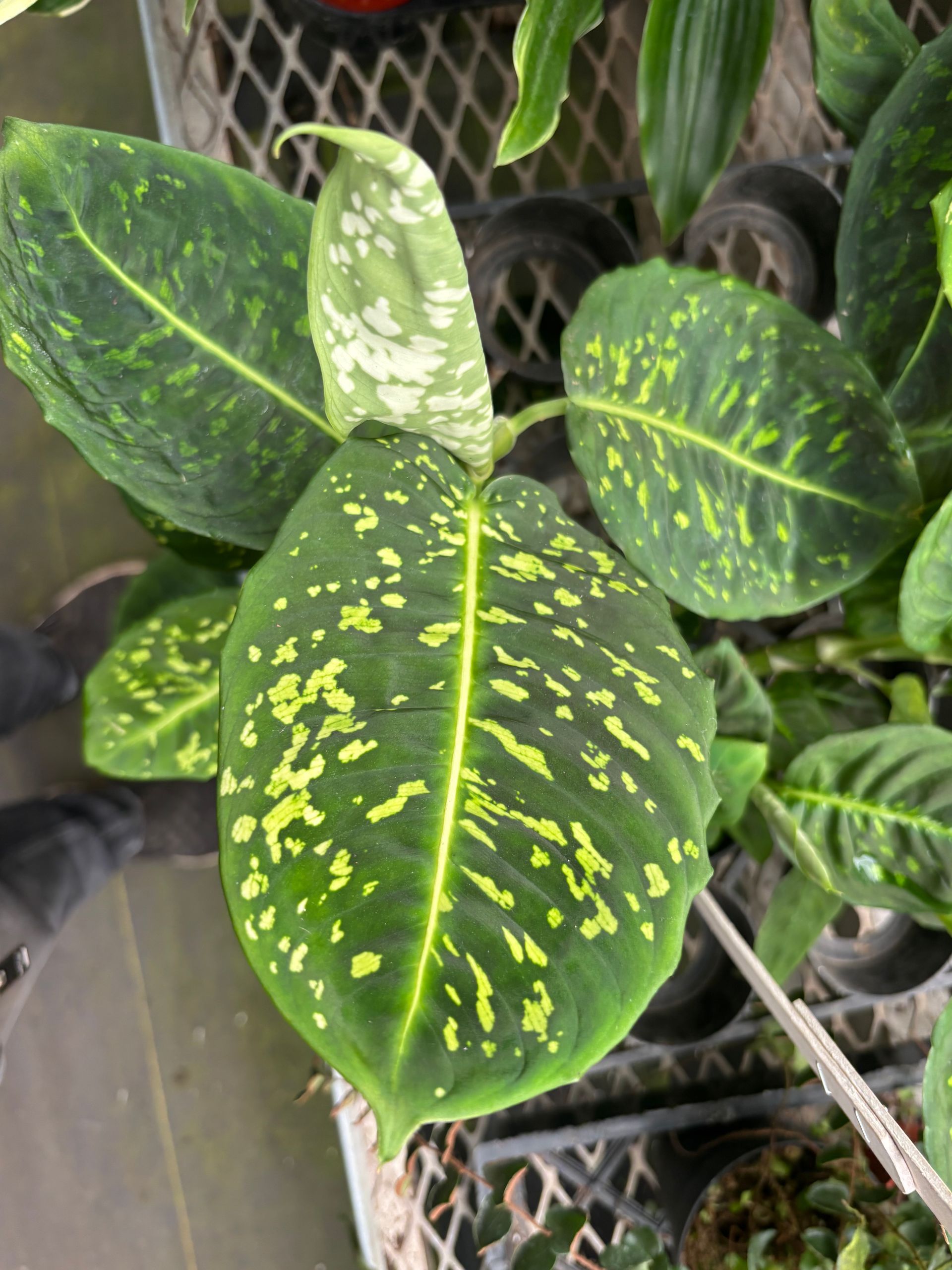 Dieffenbachia 