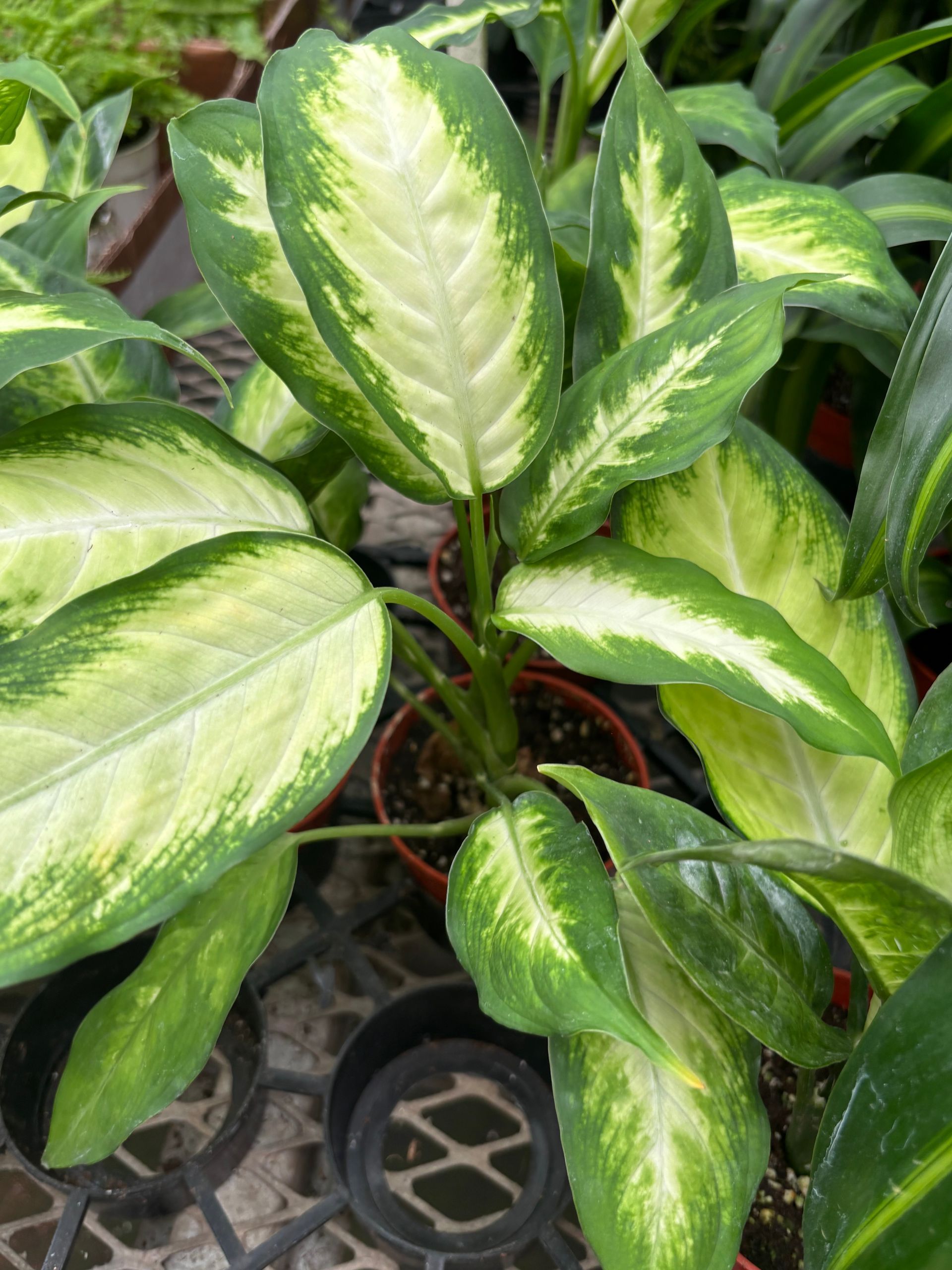 Dieffenbachia 4