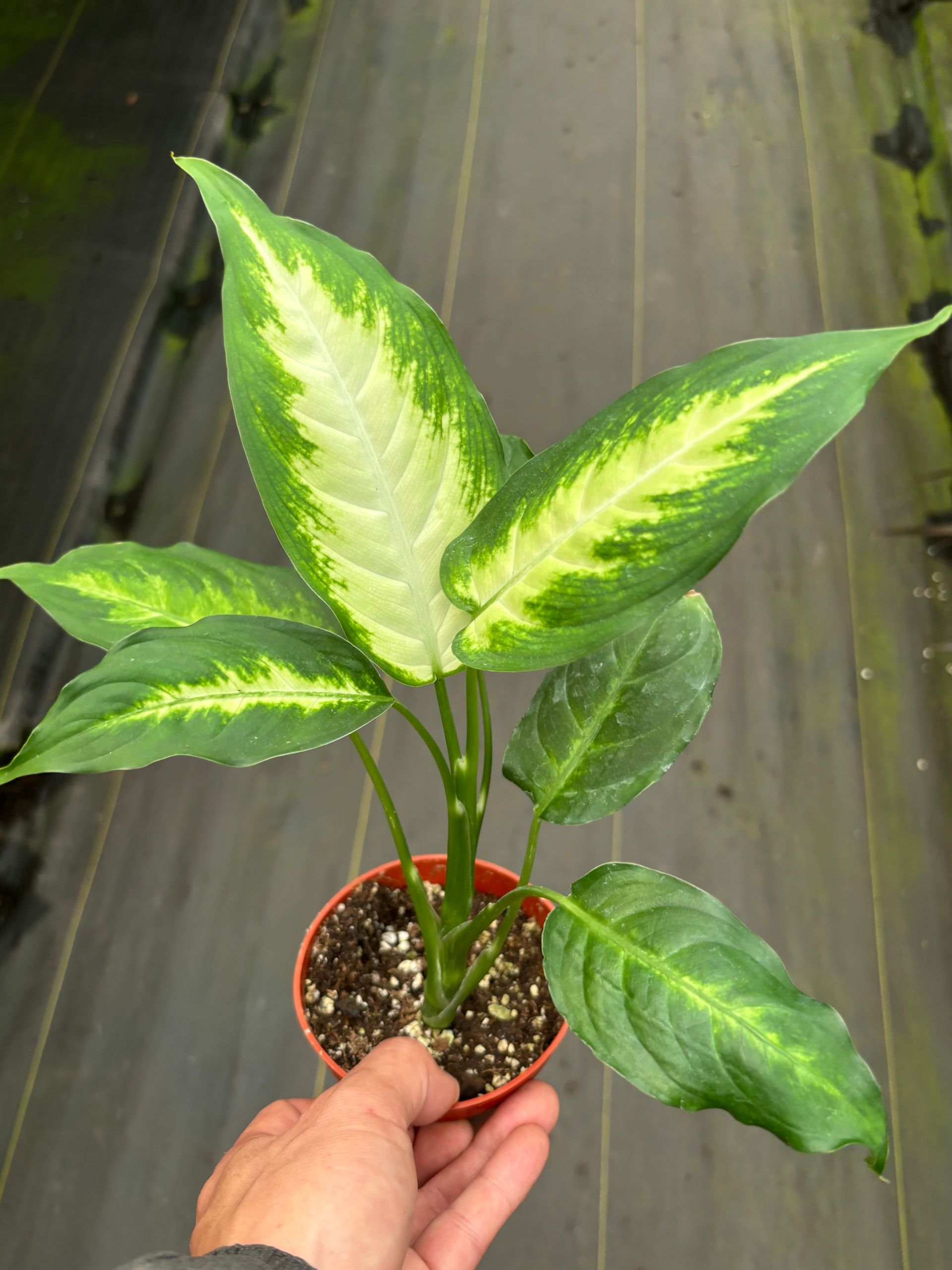 Dieffenbachia 4