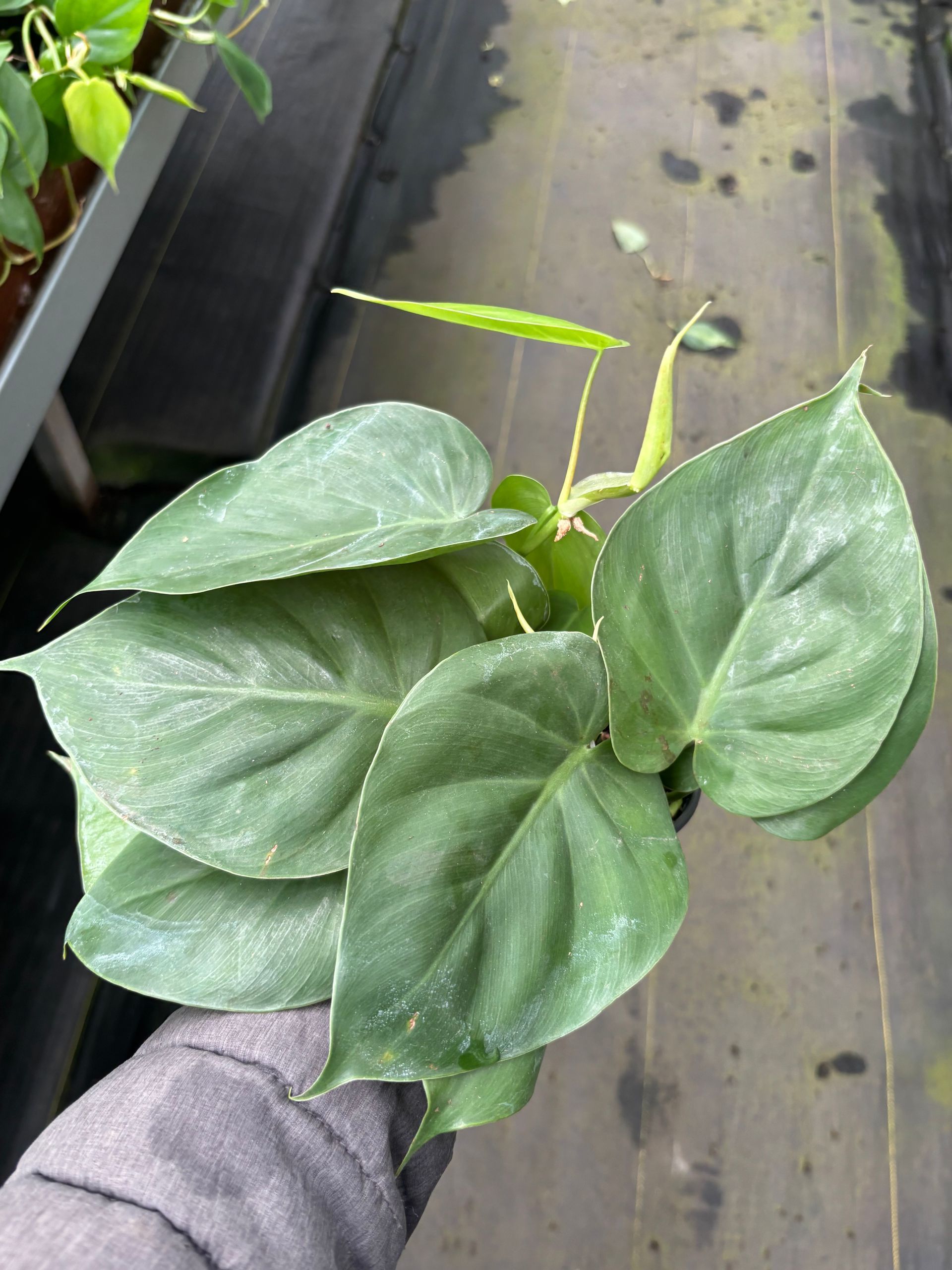 Philodendron Hederaceum (Green) 4