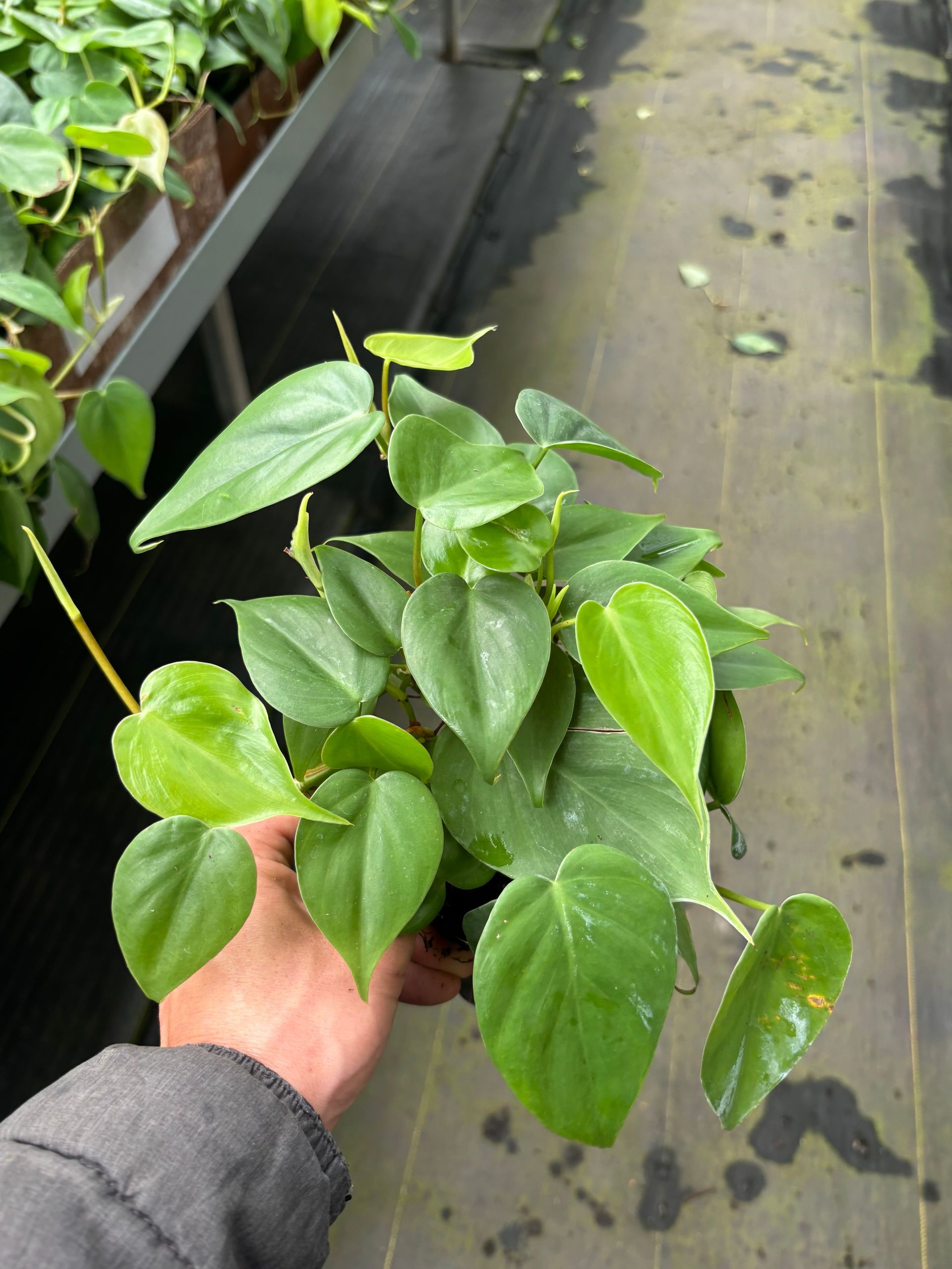 Philodendron Hederaceum (Green) 4