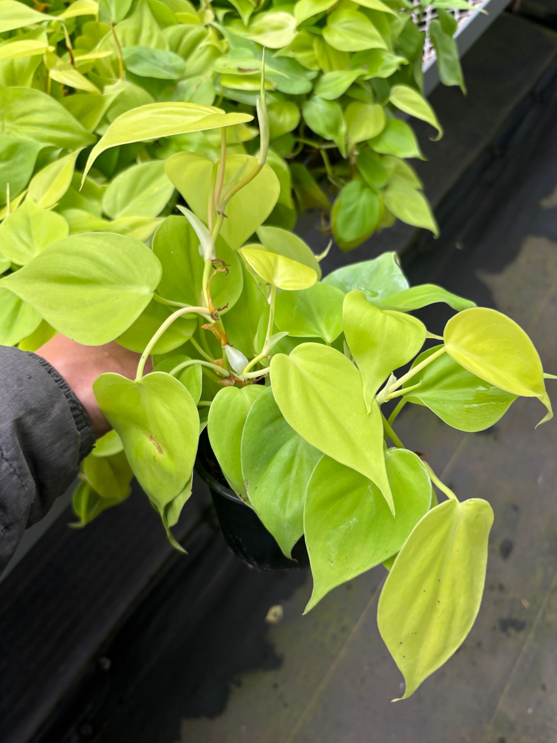 Philodendron Hederaceum 'Lemon Lime' 4