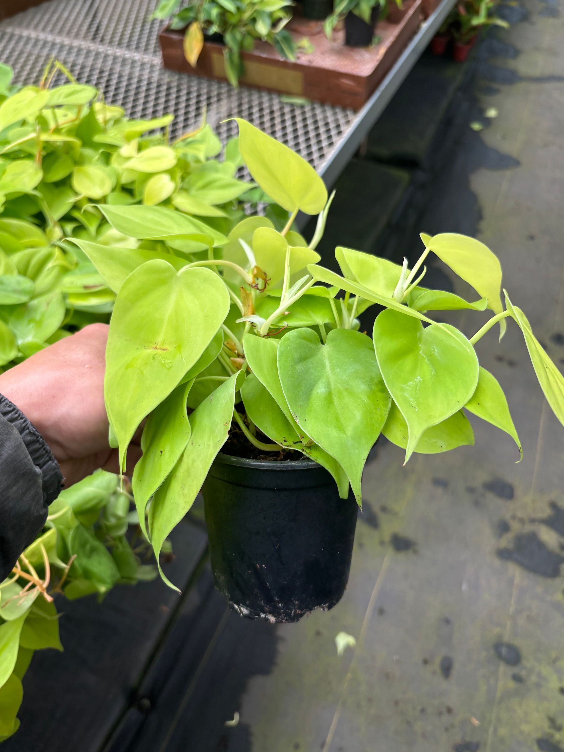 Philodendron Hederaceum 'Lemon Lime' 4