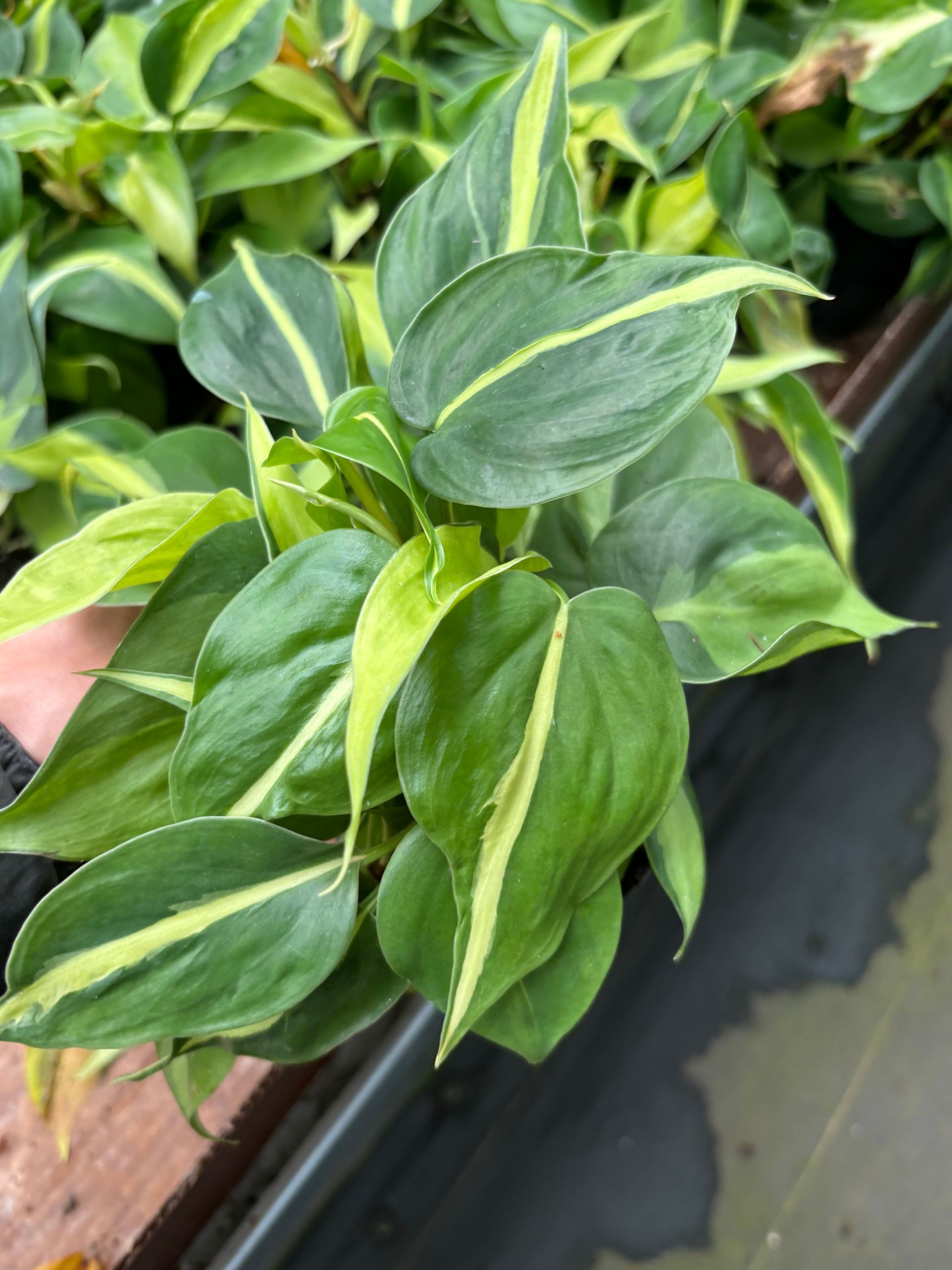Philodendron hederaceum ‘Brazil’ – Live Variegated Plant - 4