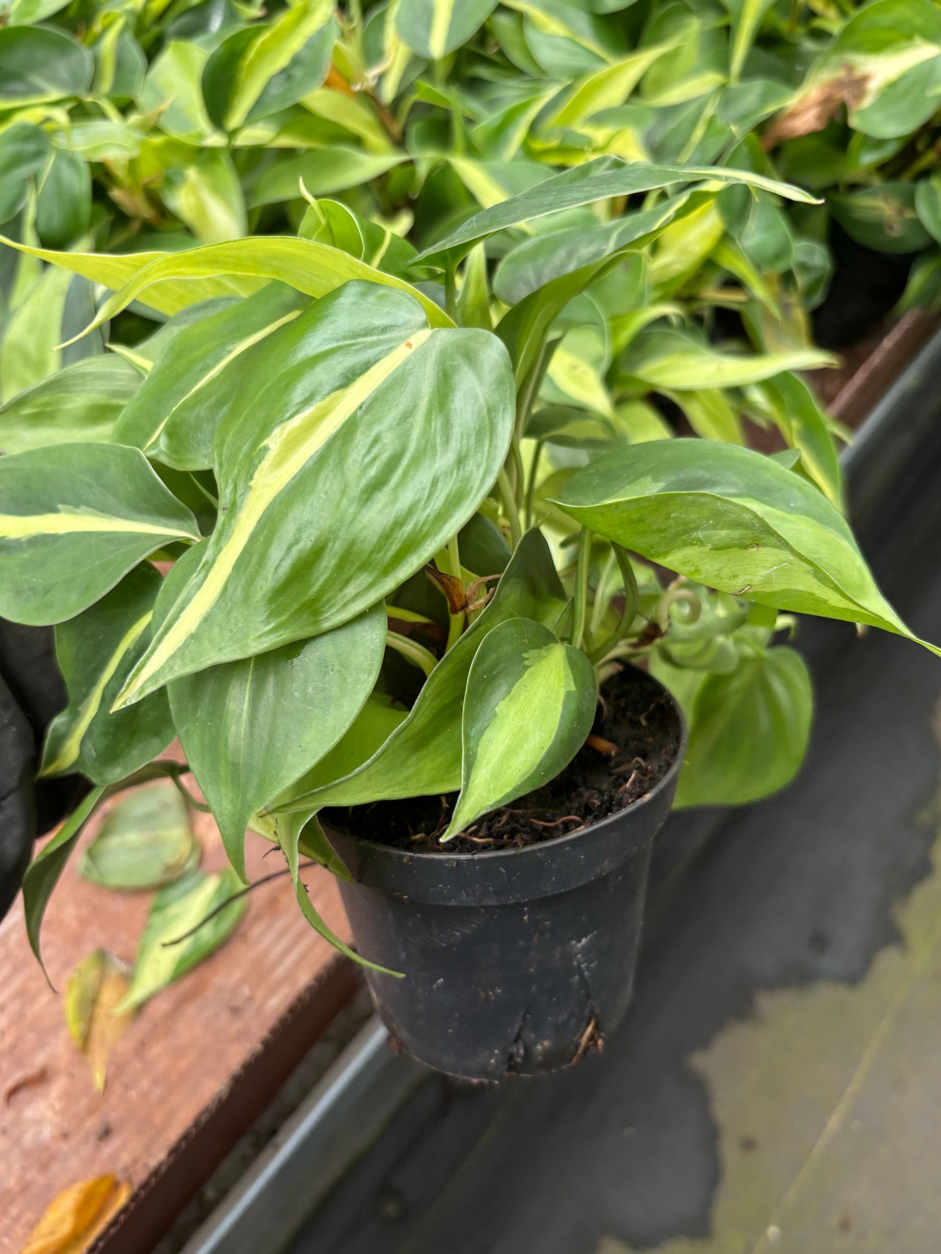 Philodendron hederaceum ‘Brazil’ – Live Variegated Plant - 4