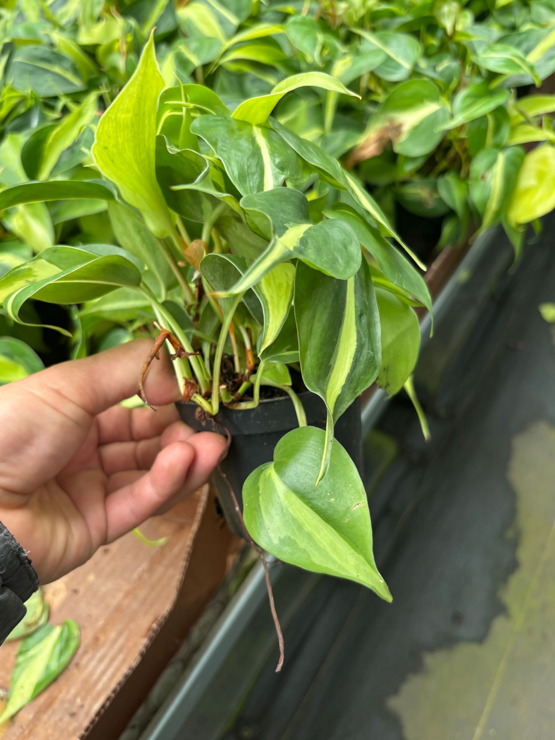 Philodendron Hederaceum 'Brazil' 4