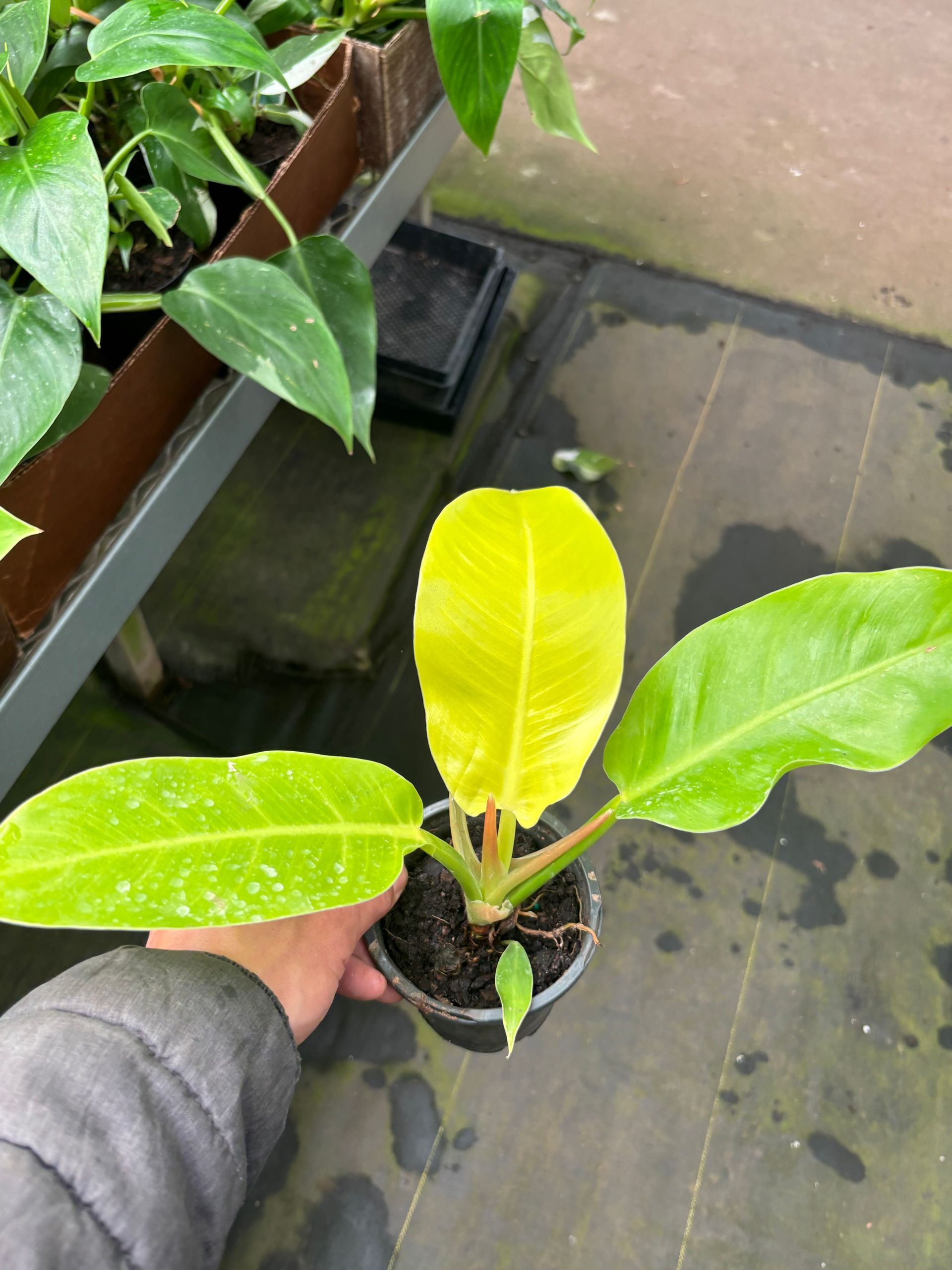 Philodendron 'Moonlight' 4
