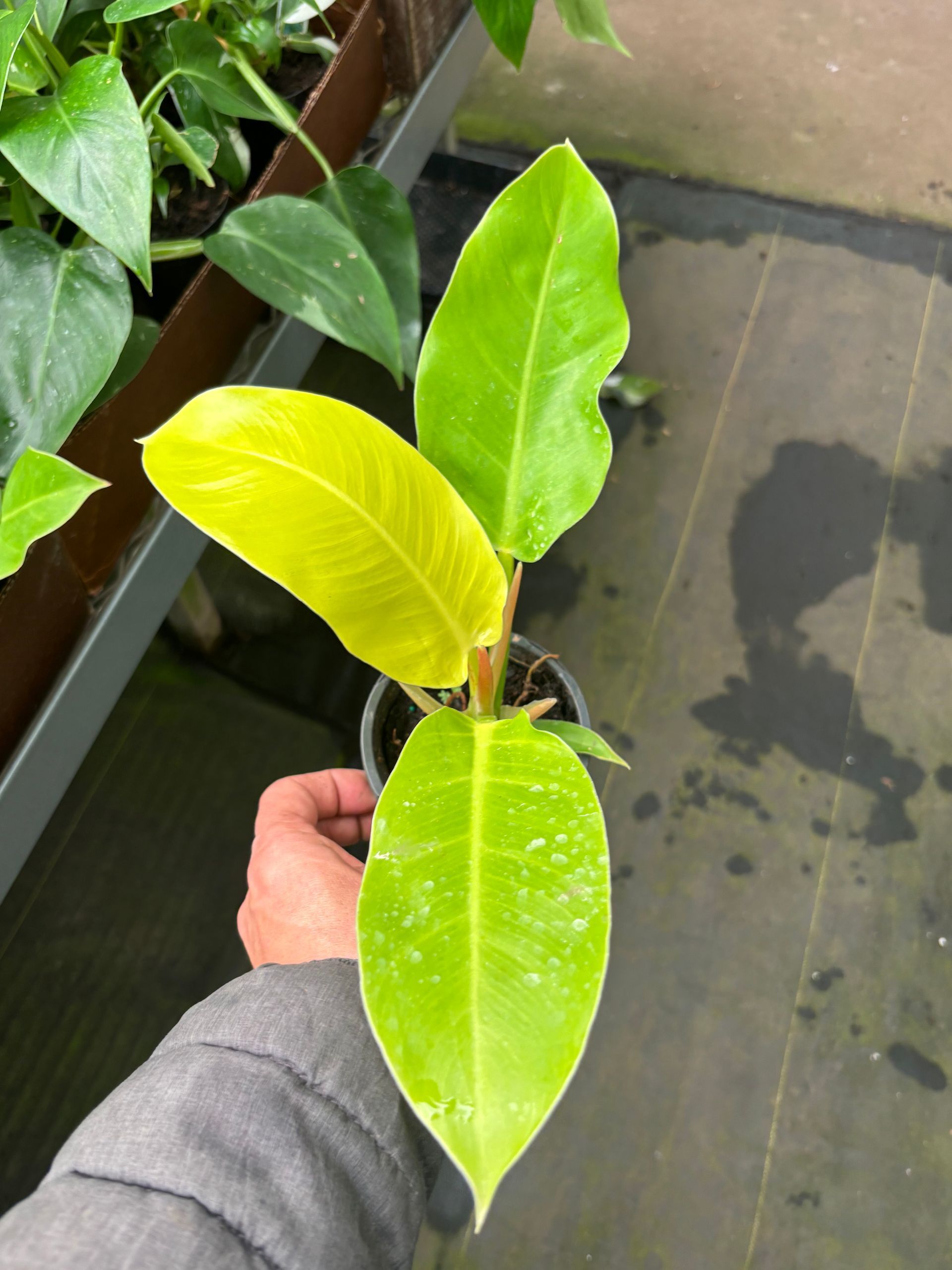 Philodendron 'Moonlight' 4