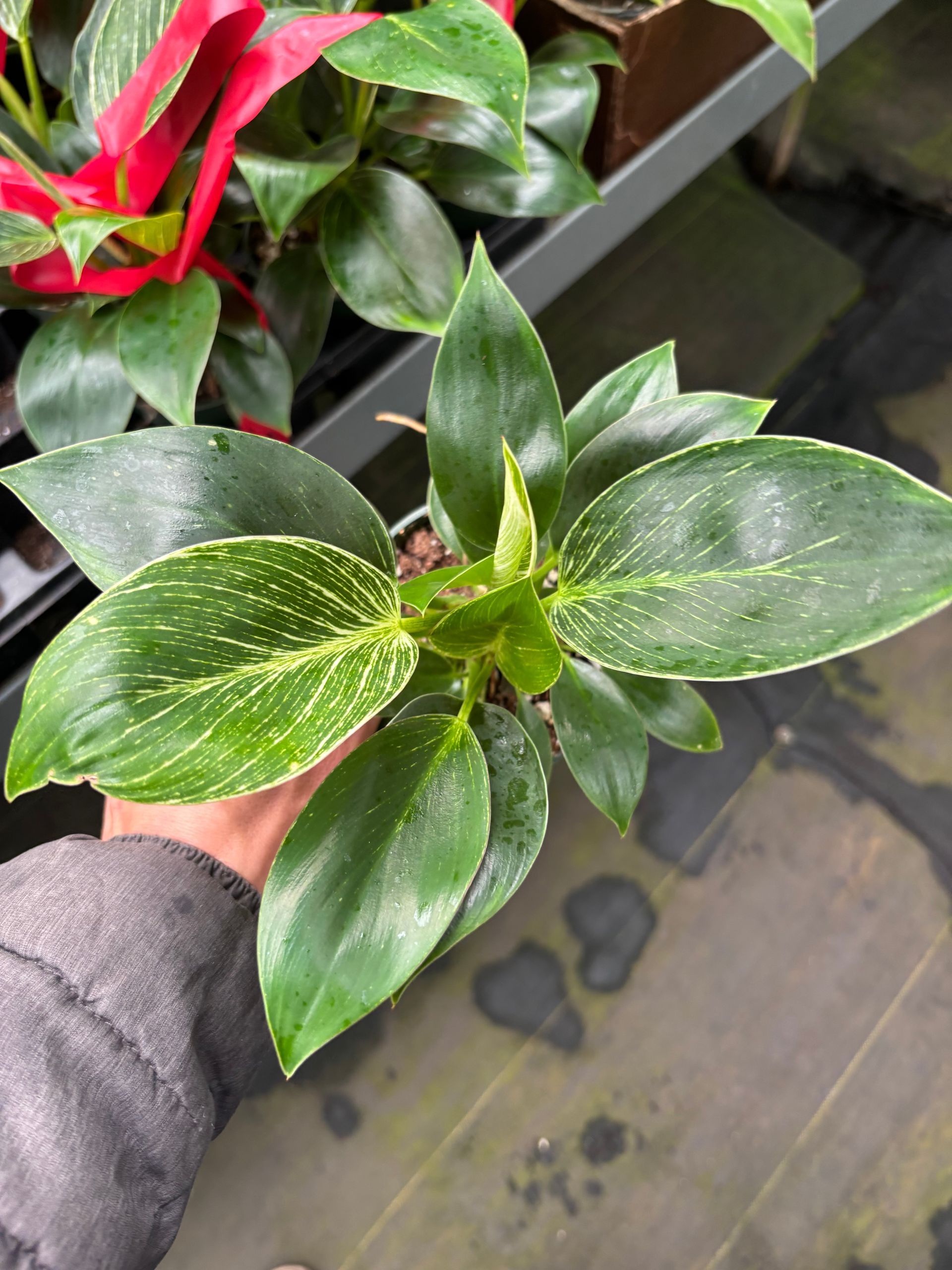 Variegated Philodendron 'Birkin