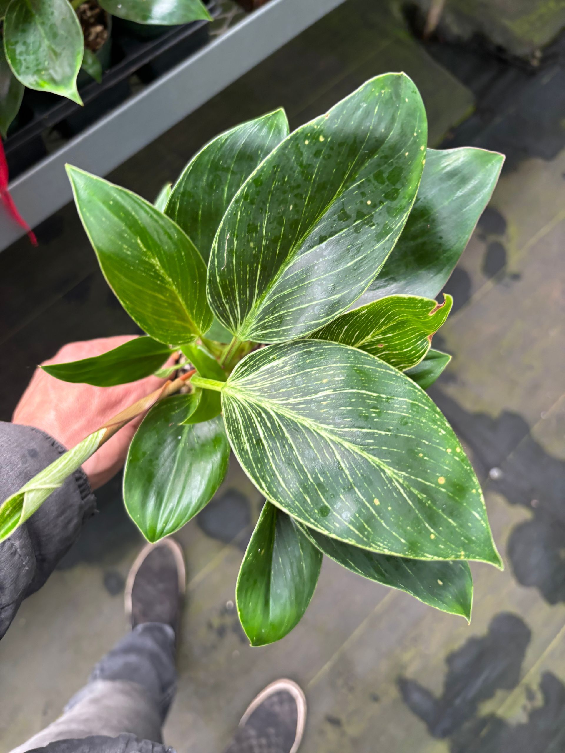 Variegated Philodendron 'Birkin