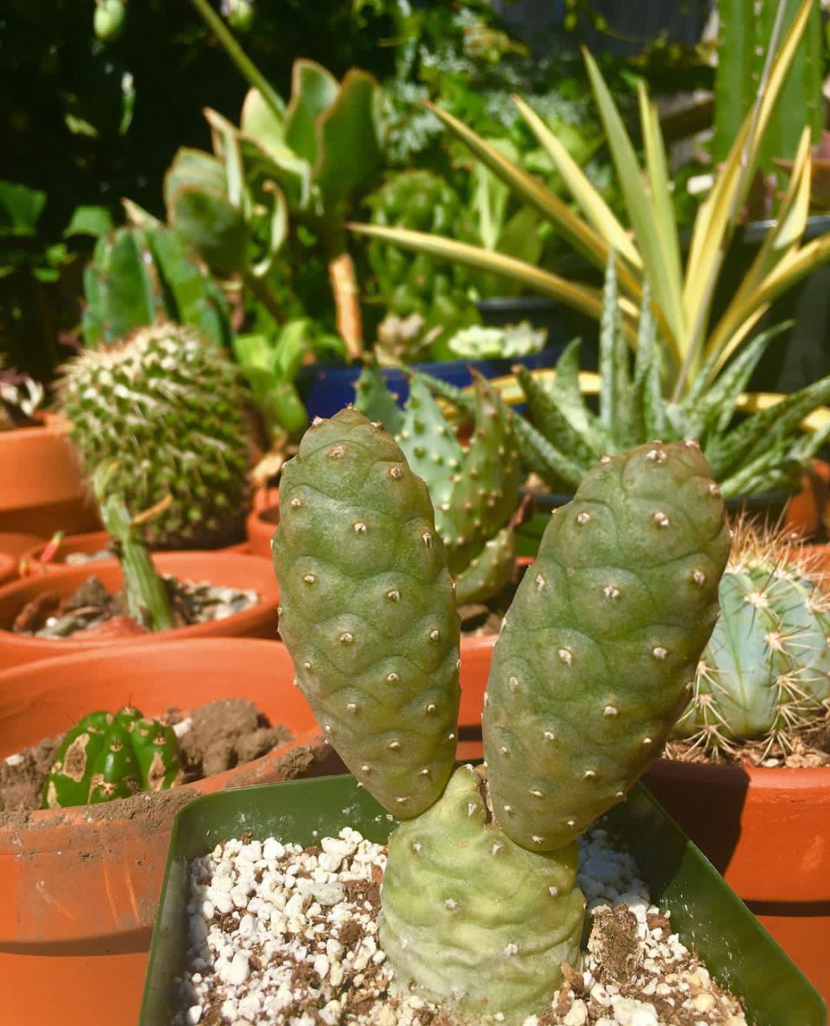 Curving pathway through a lush garden, lined with bushes, flowers, and trees. Green foliage and dappled sunlight.