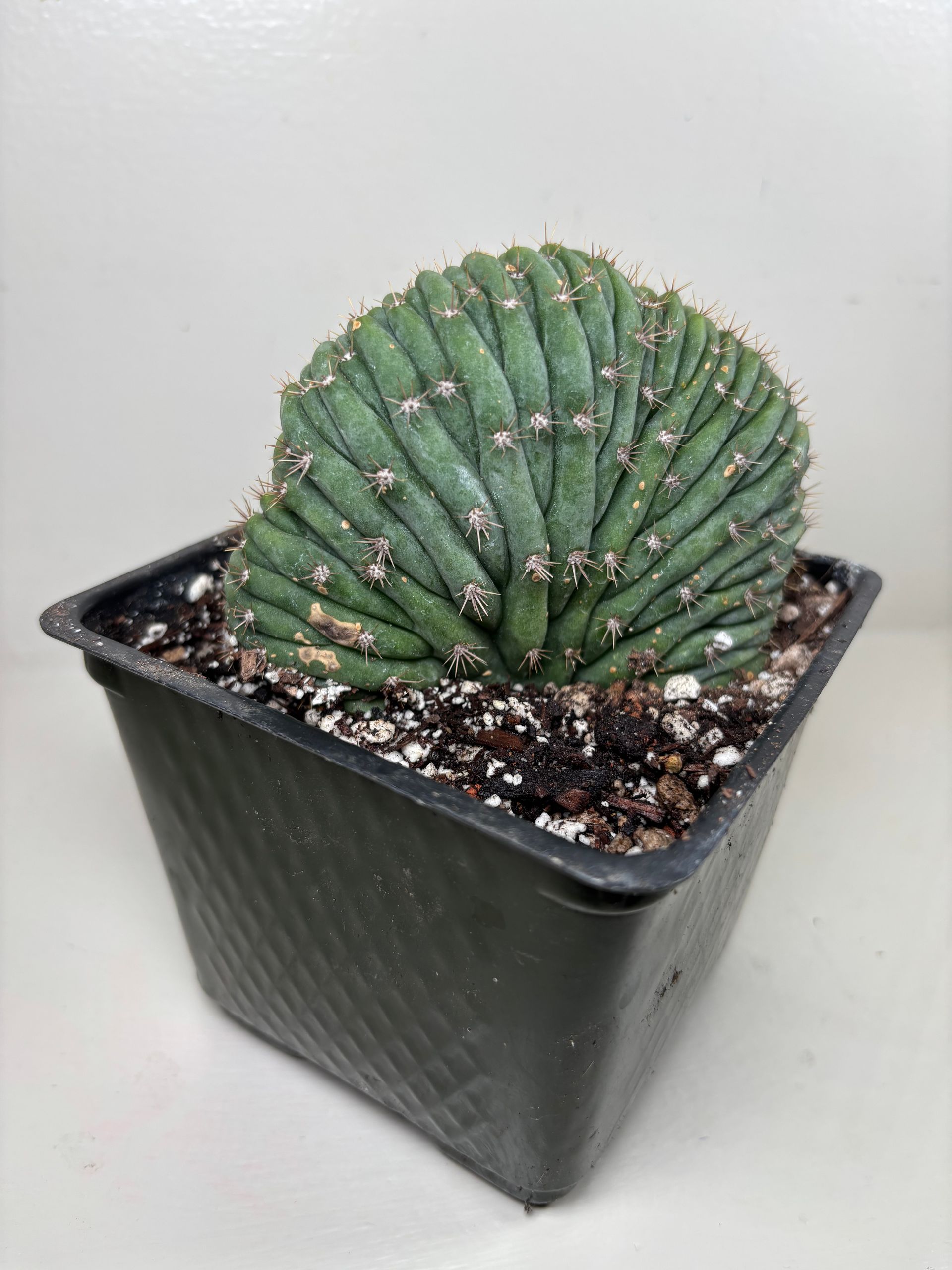 Trichocereus 'pachanoi