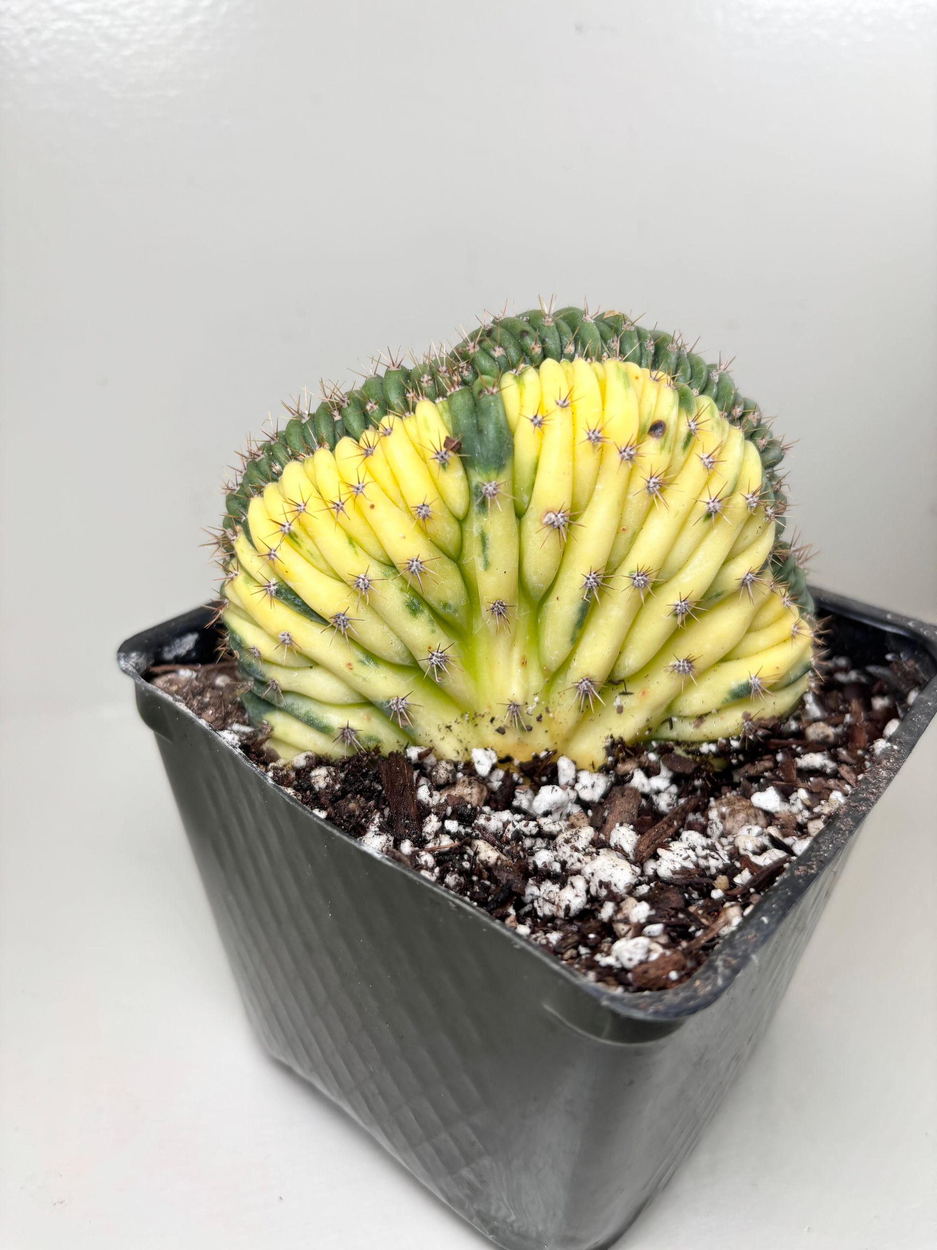 Trichocereus 'pachanoi