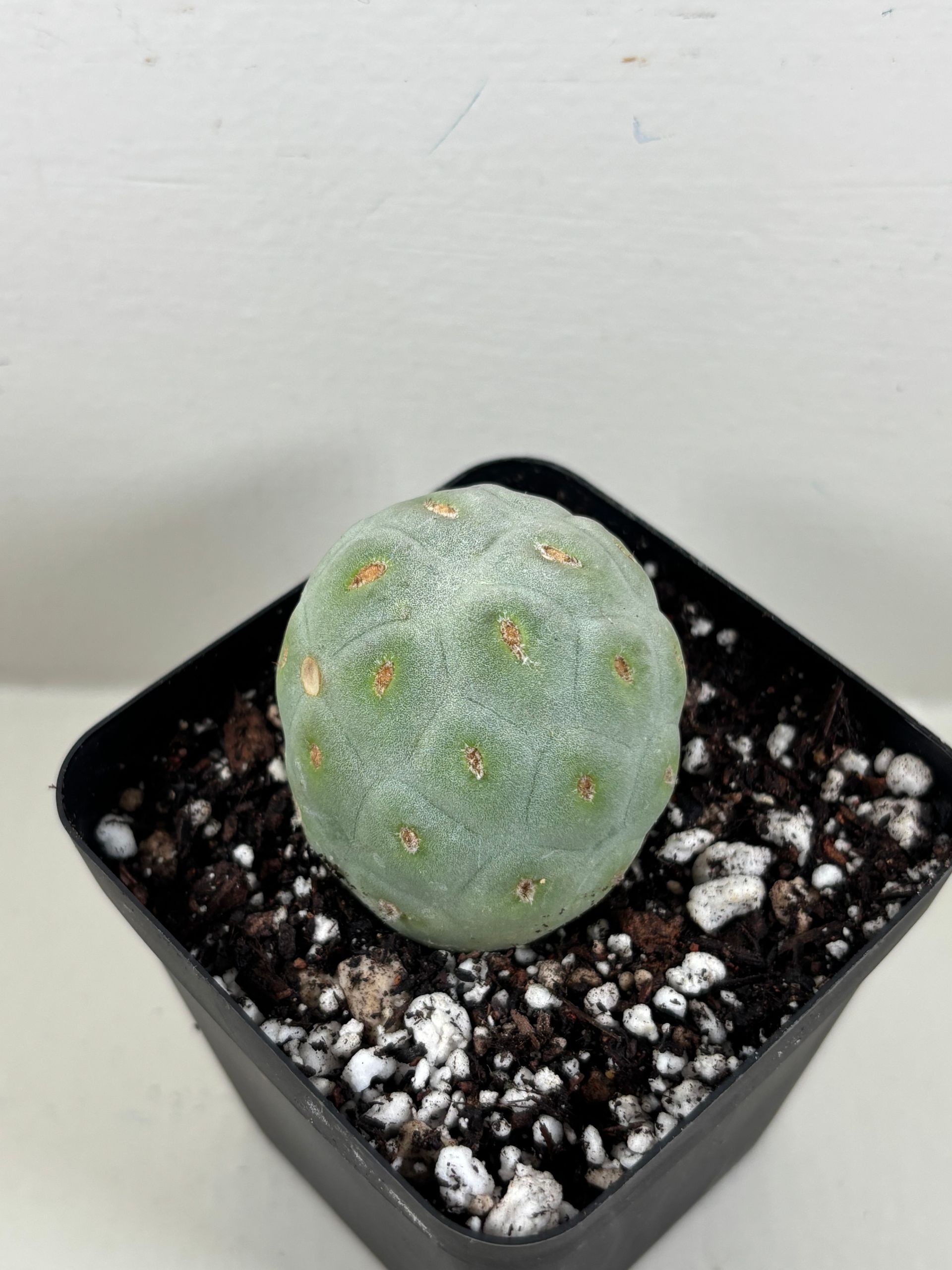 Tephrocactus 'geometricus' 3