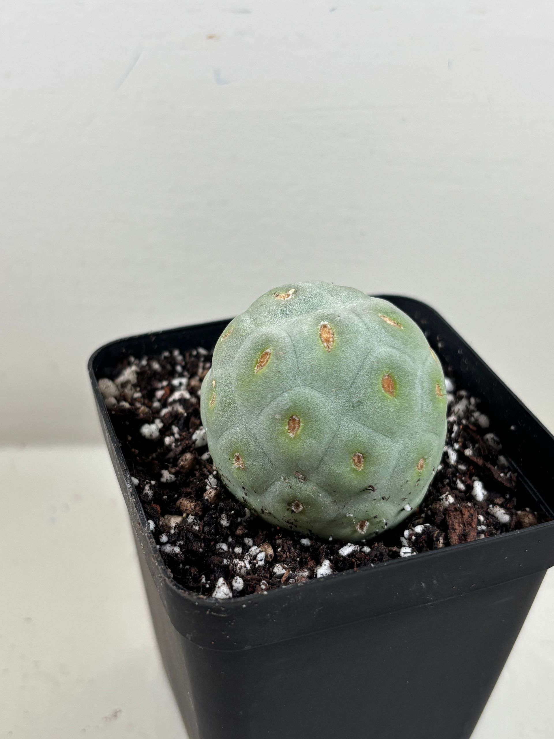 Tephrocactus 'geometricus' 3